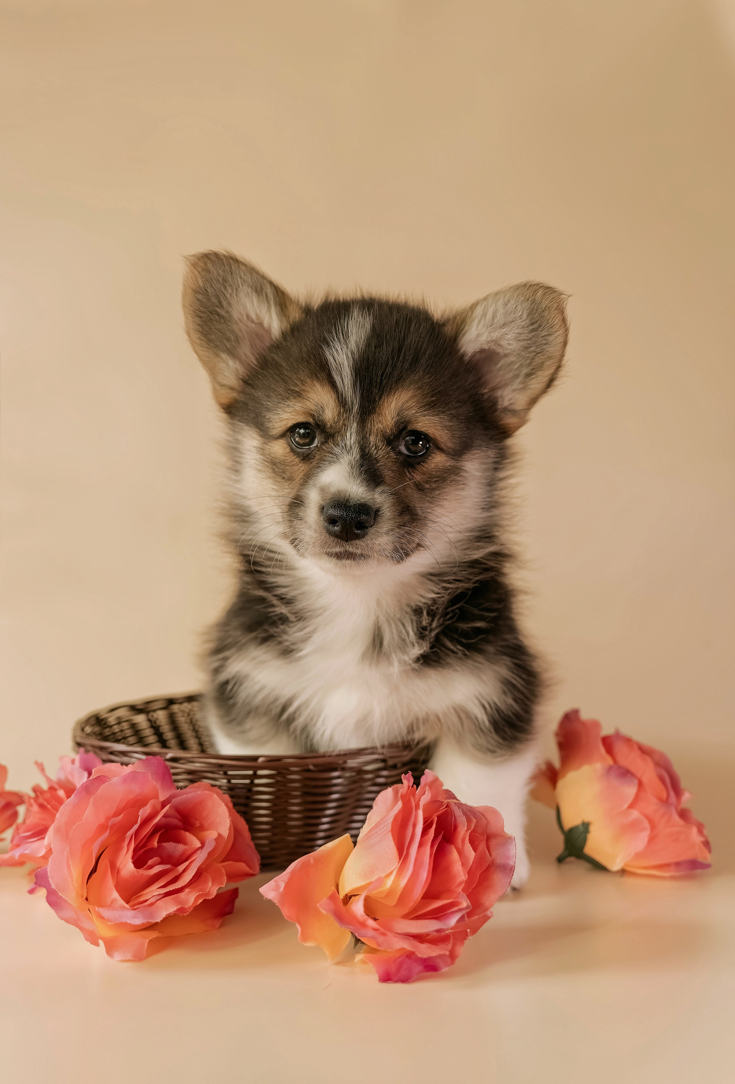 Щенки. Семейный фотограф анималист г. Находка