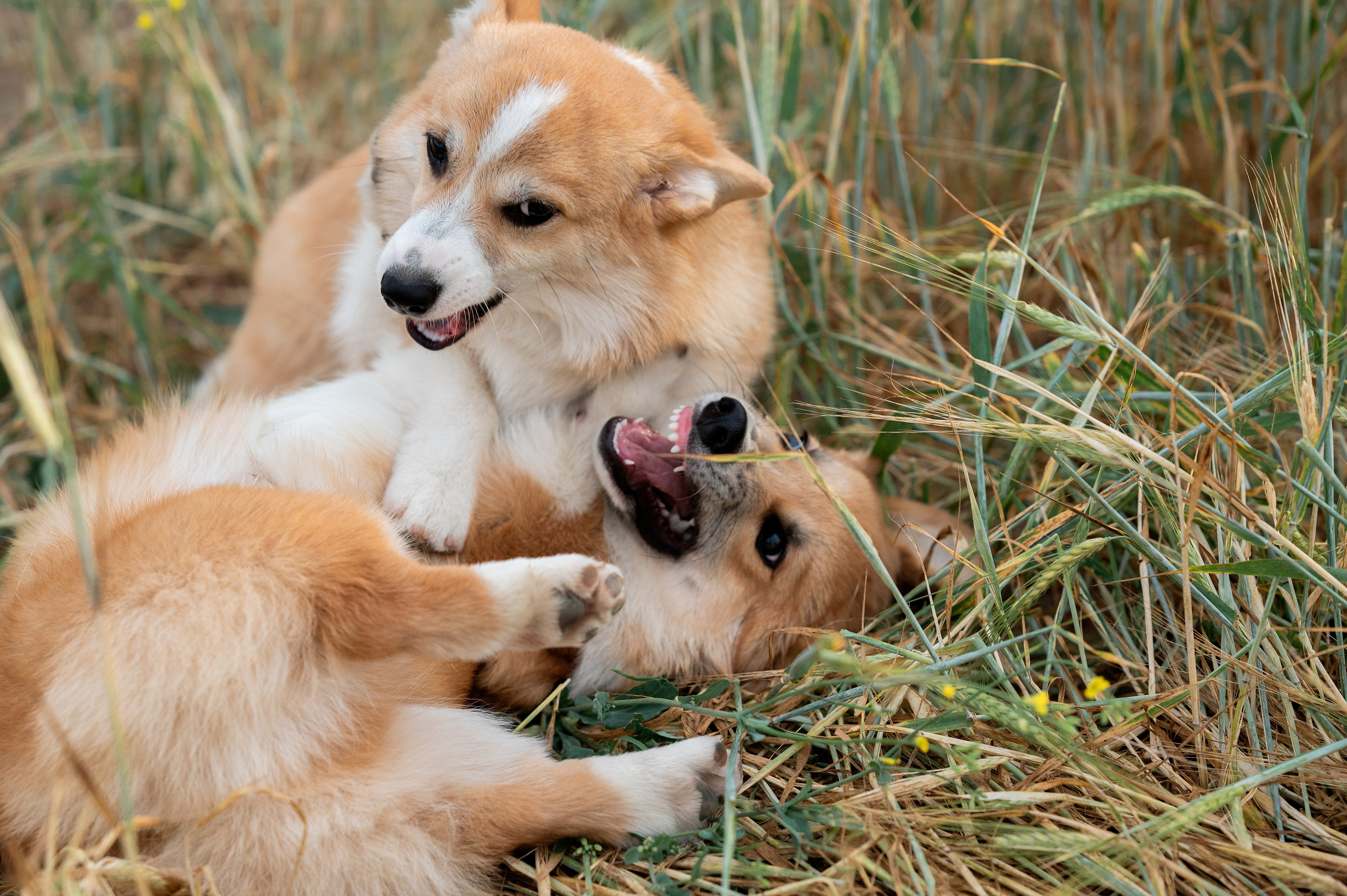 Заводчик Ольга Кушкина. Творческий фотограф Вологда