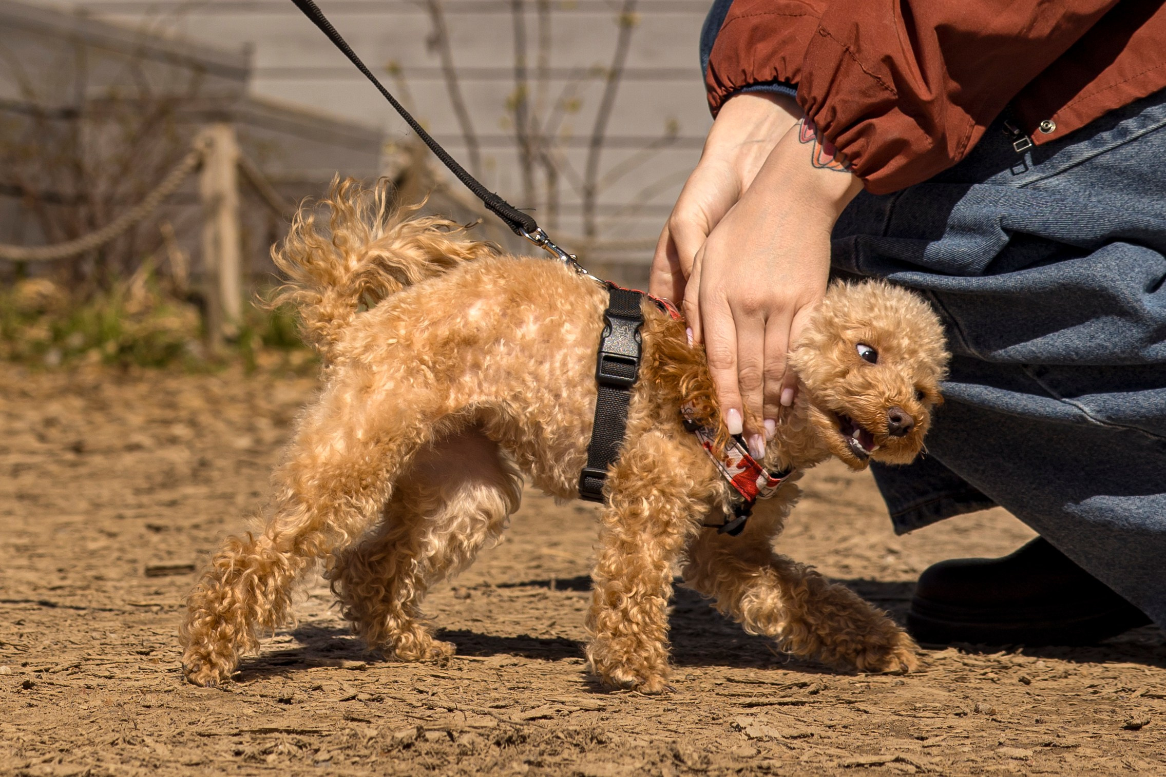 Смена в «DogCamp». Анастасия Белаш
