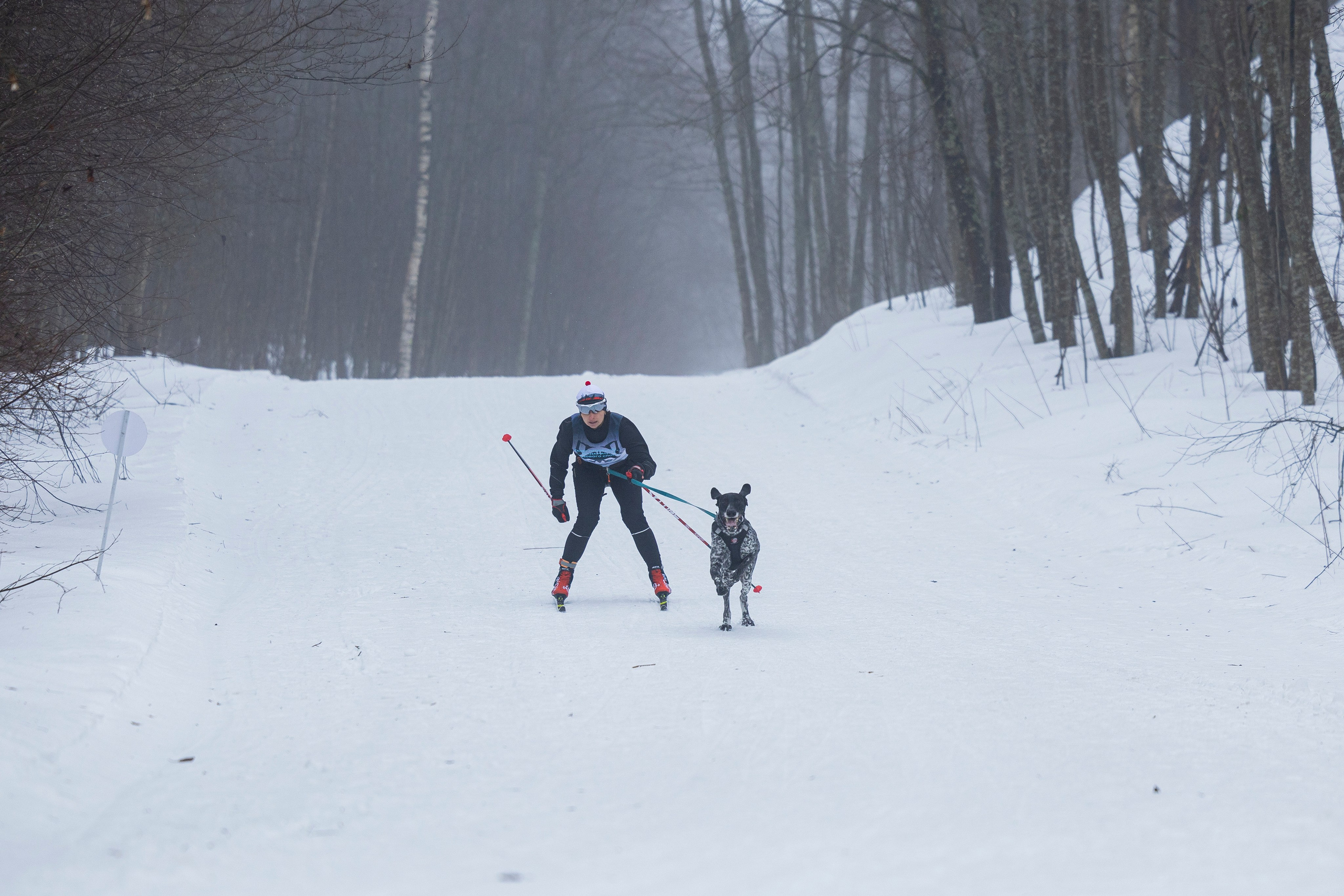 Зимний Чемпионат Санкт-Петербурга по ездовому спорту. Фотограф-анималист Анна Маринич