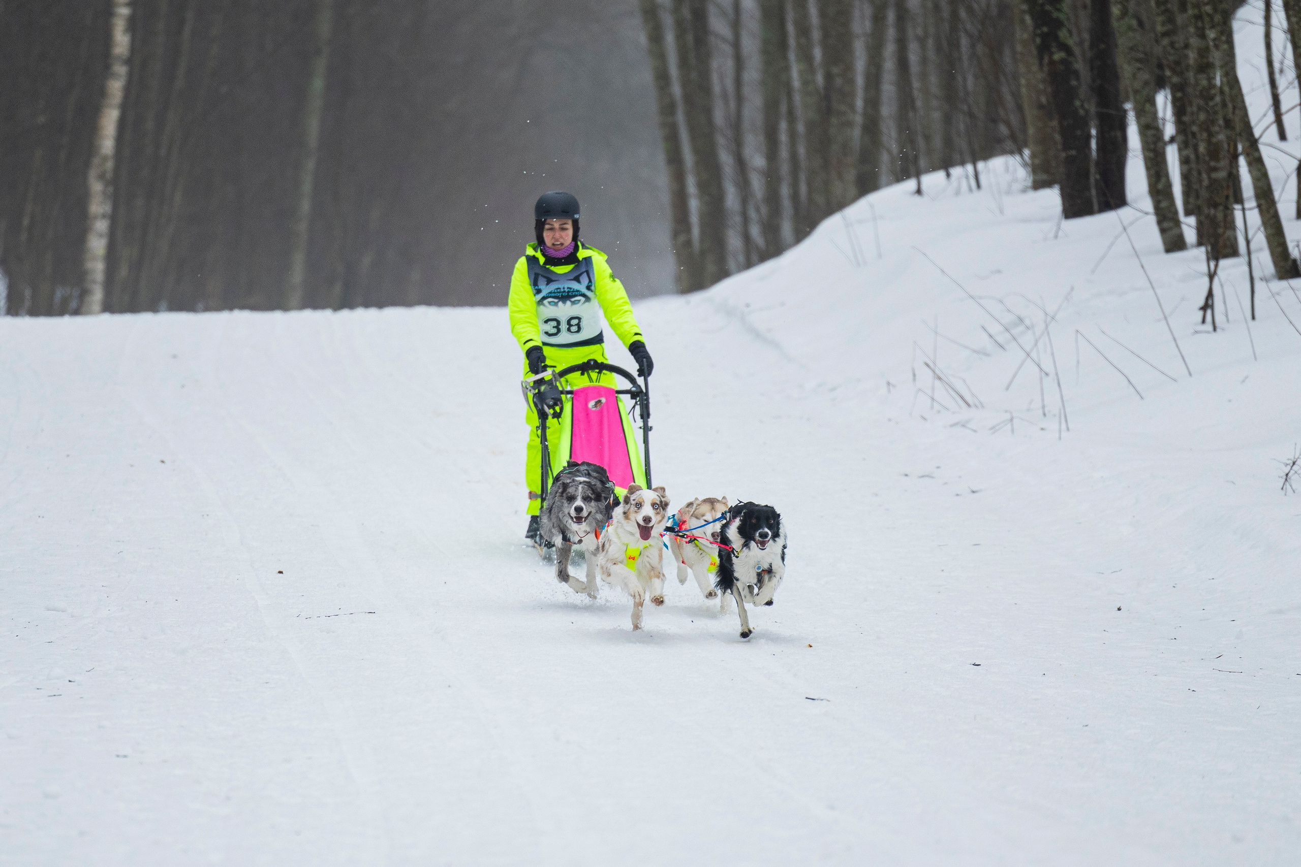 Зимний Чемпионат Санкт-Петербурга по ездовому спорту. Фотограф-анималист Анна Маринич