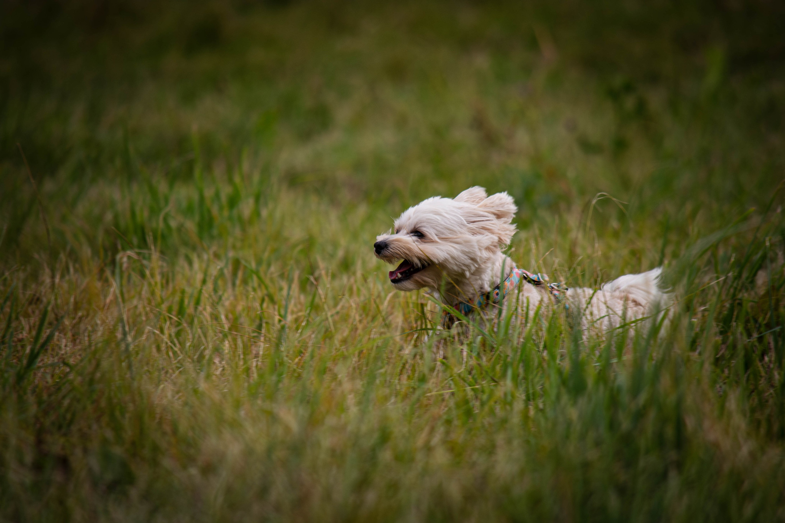 Прогулка в парке Митино. Фотограф Светлана Блинова, Москва и Московская область