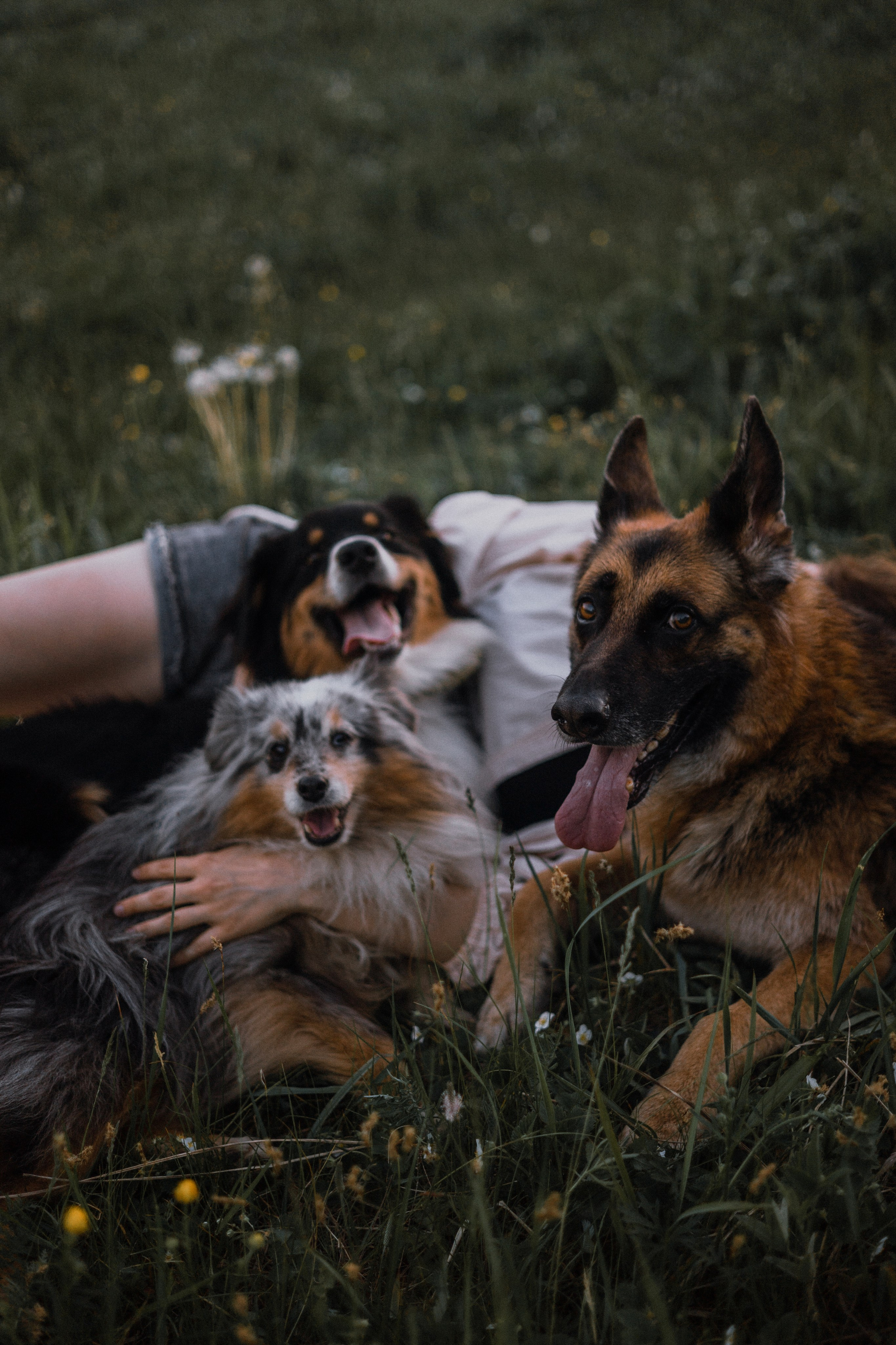 Настя, Шуня, Милка и Тигуан. Фотограф-анималист Богданова Полина
