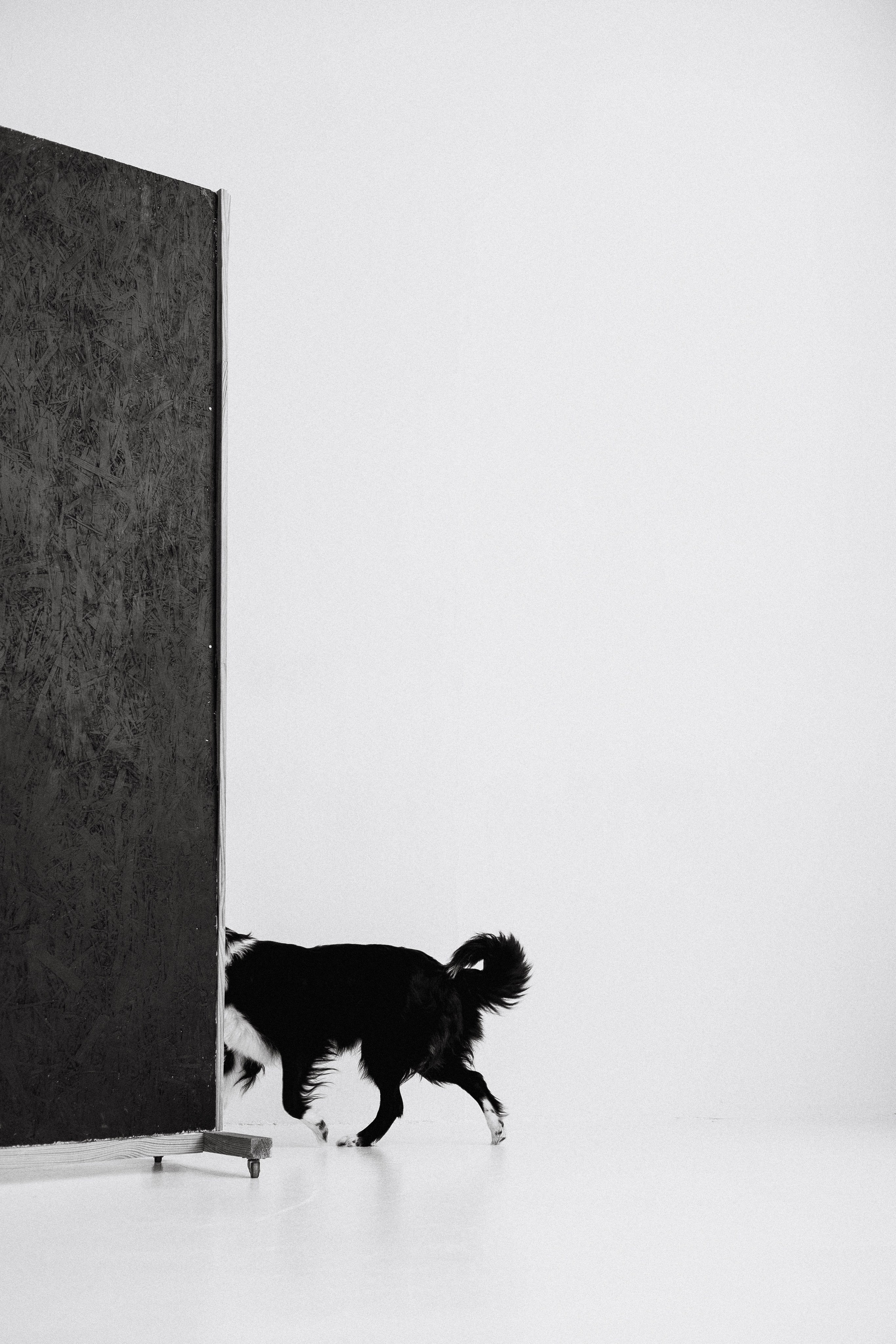 Катя и Райли. Фотограф-анималист Богданова Полина