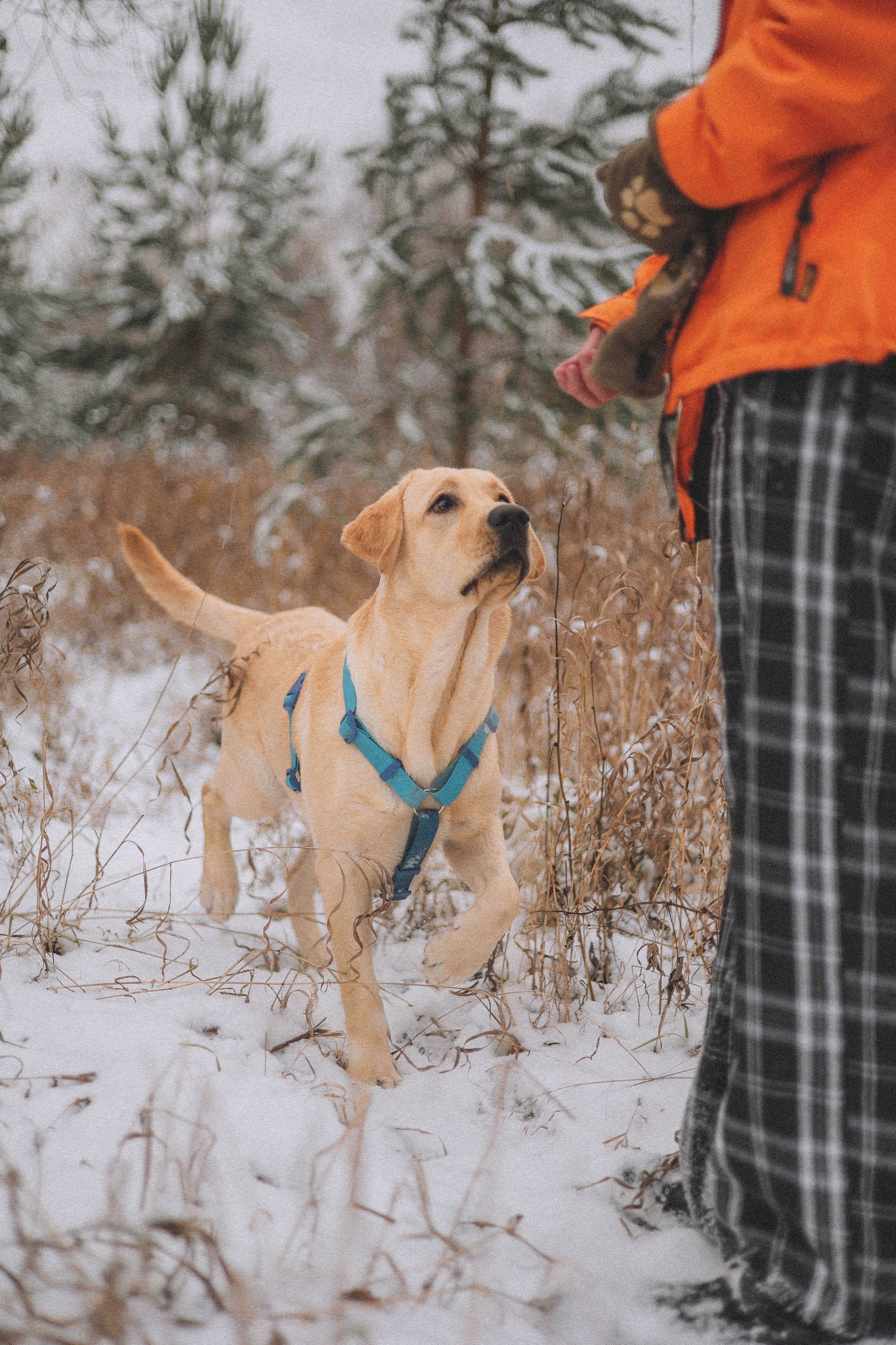 Маргарита и Варди. Фотограф-анималист Богданова Полина