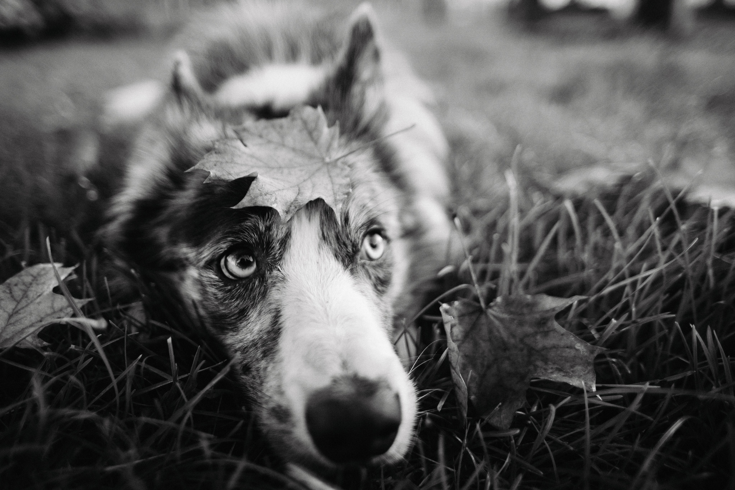 Диана и Робин. Фотограф-анималист Богданова Полина