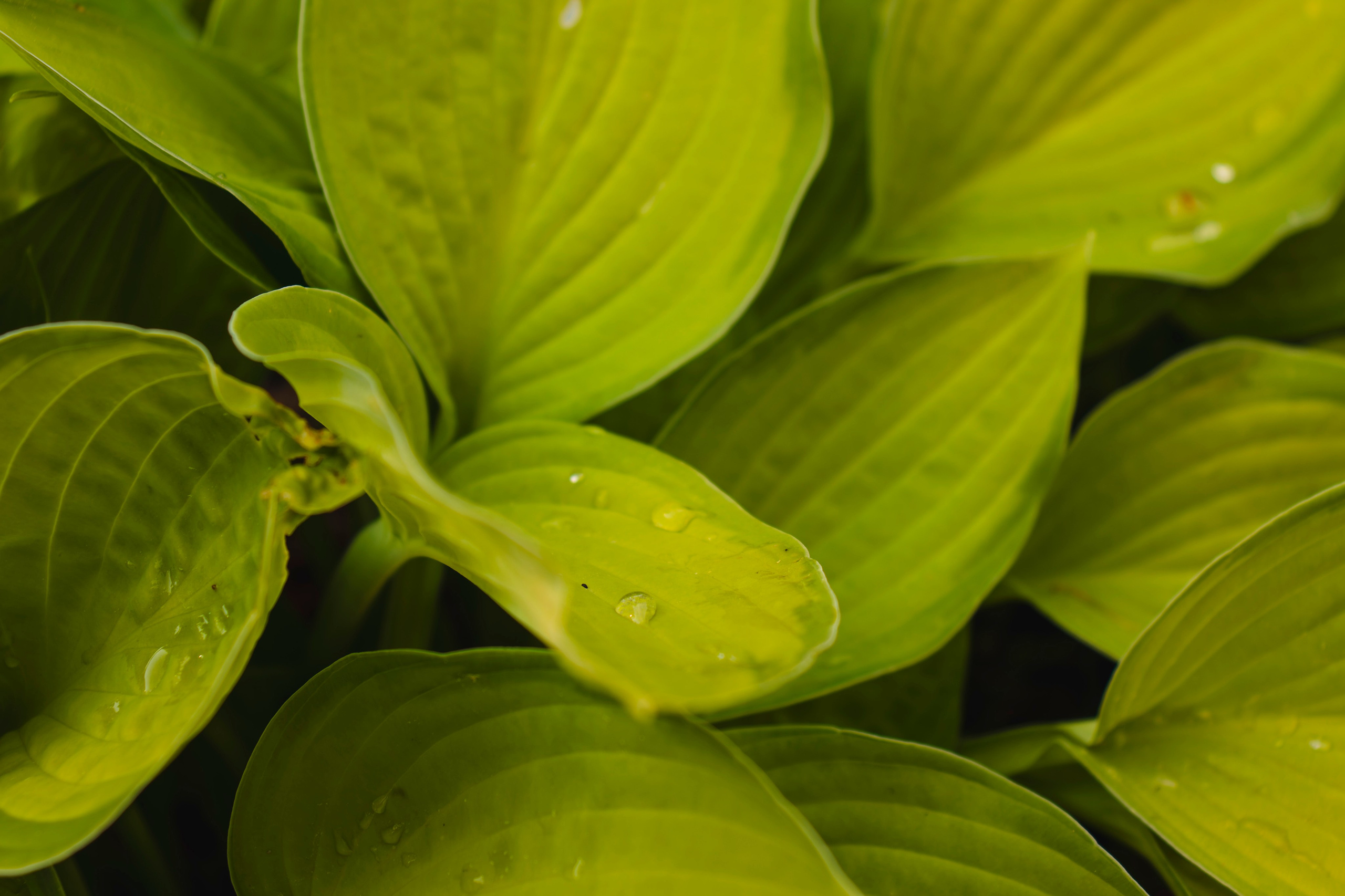 Из наблюдений. Плак или Квак