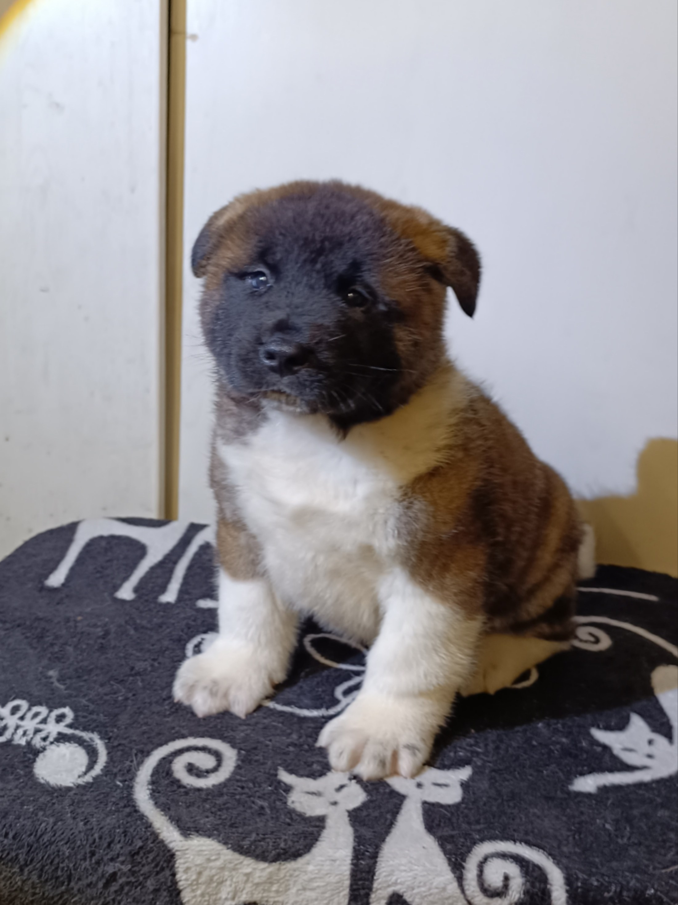 Американская акита  щенки питомник Санкт-Петербург клубные щенки Американская акита питомник RUBYLIGHT Рубилайт купить щенка американской акиты