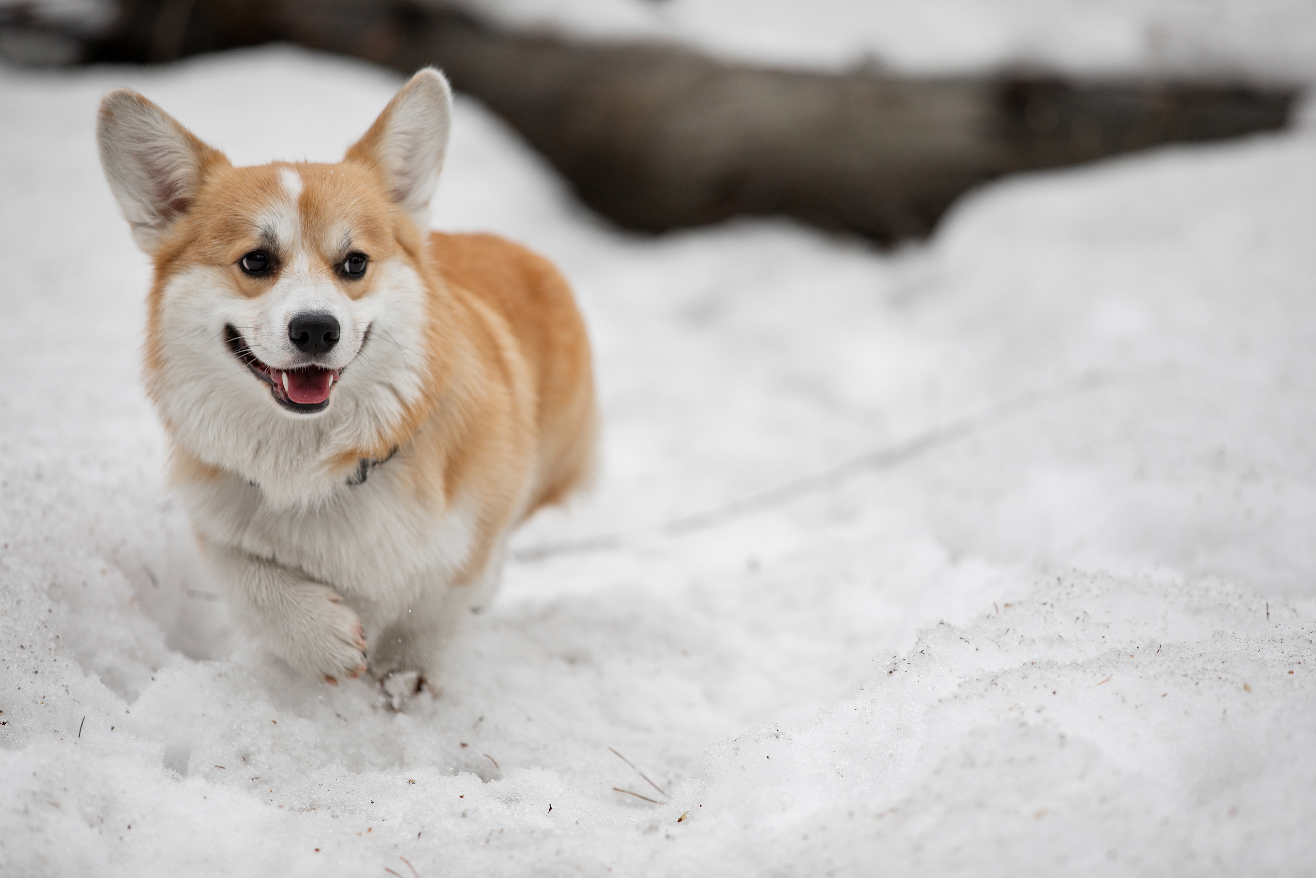 Собаки и не только. Фотограф Алена Звездина