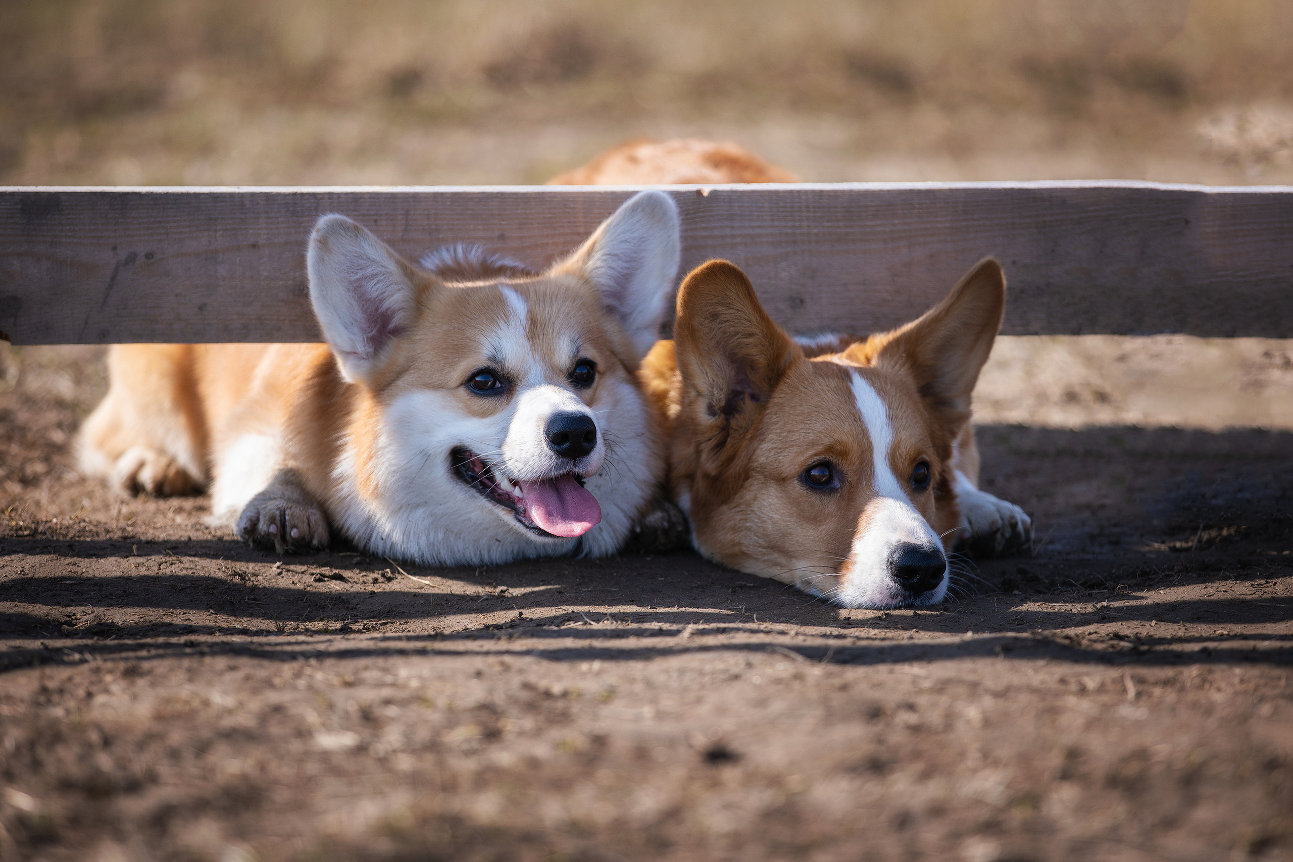 Собаки и не только. Фотограф Алена Звездина