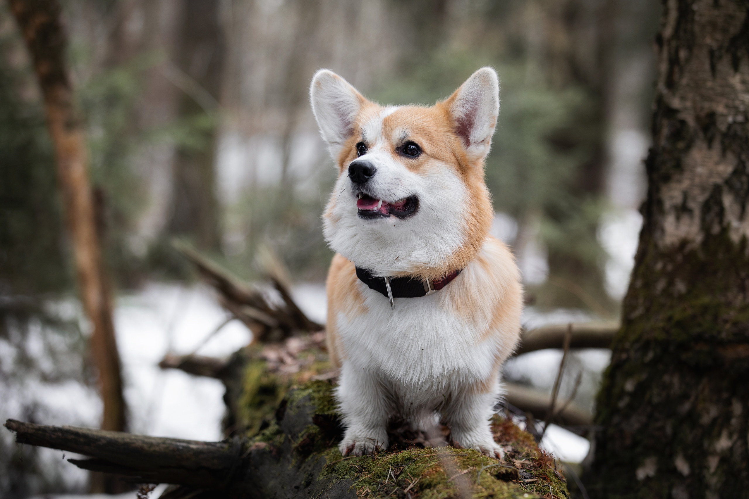 Собаки и не только. Фотограф Алена Звездина