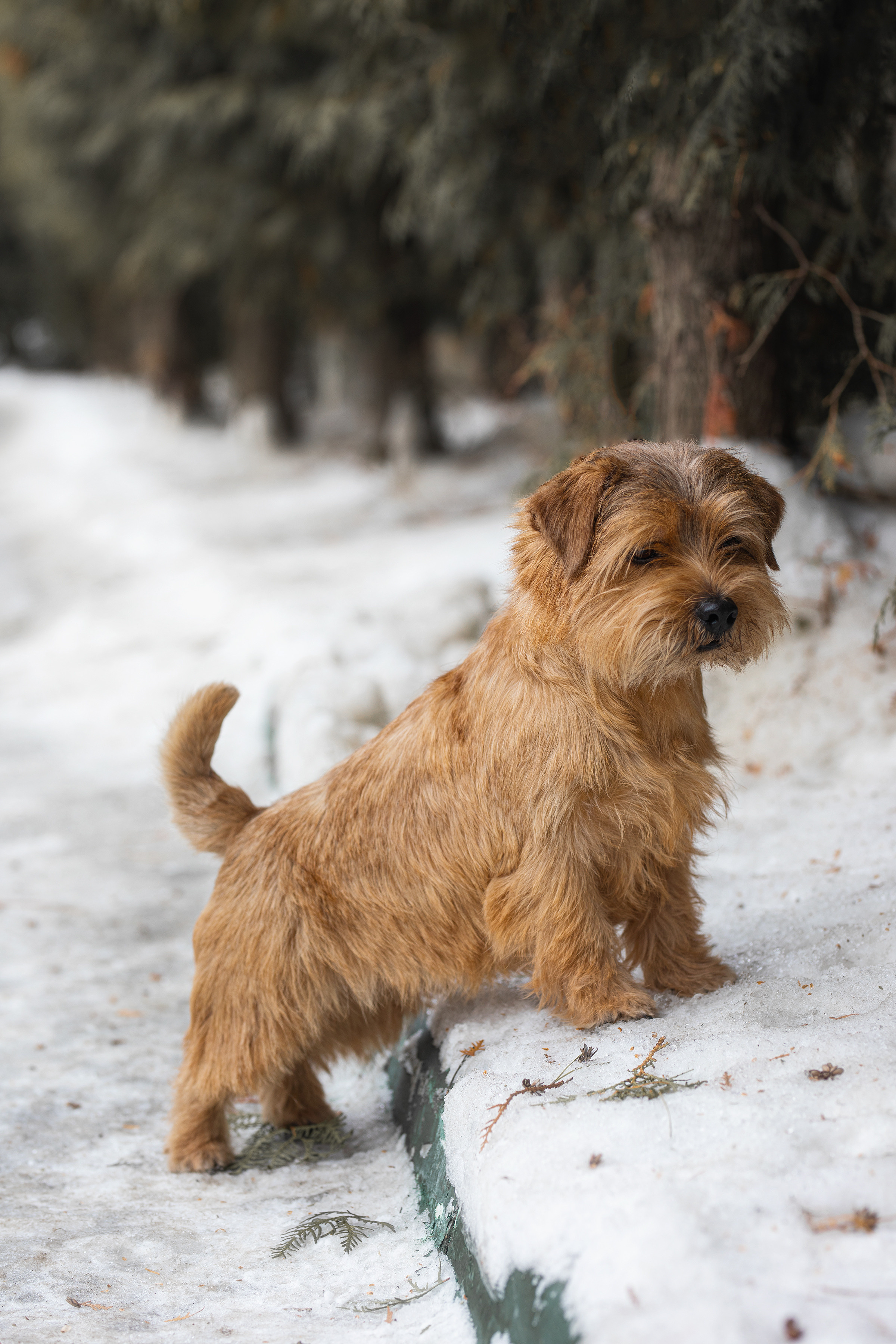 Собаки и не только. Фотограф Алена Звездина