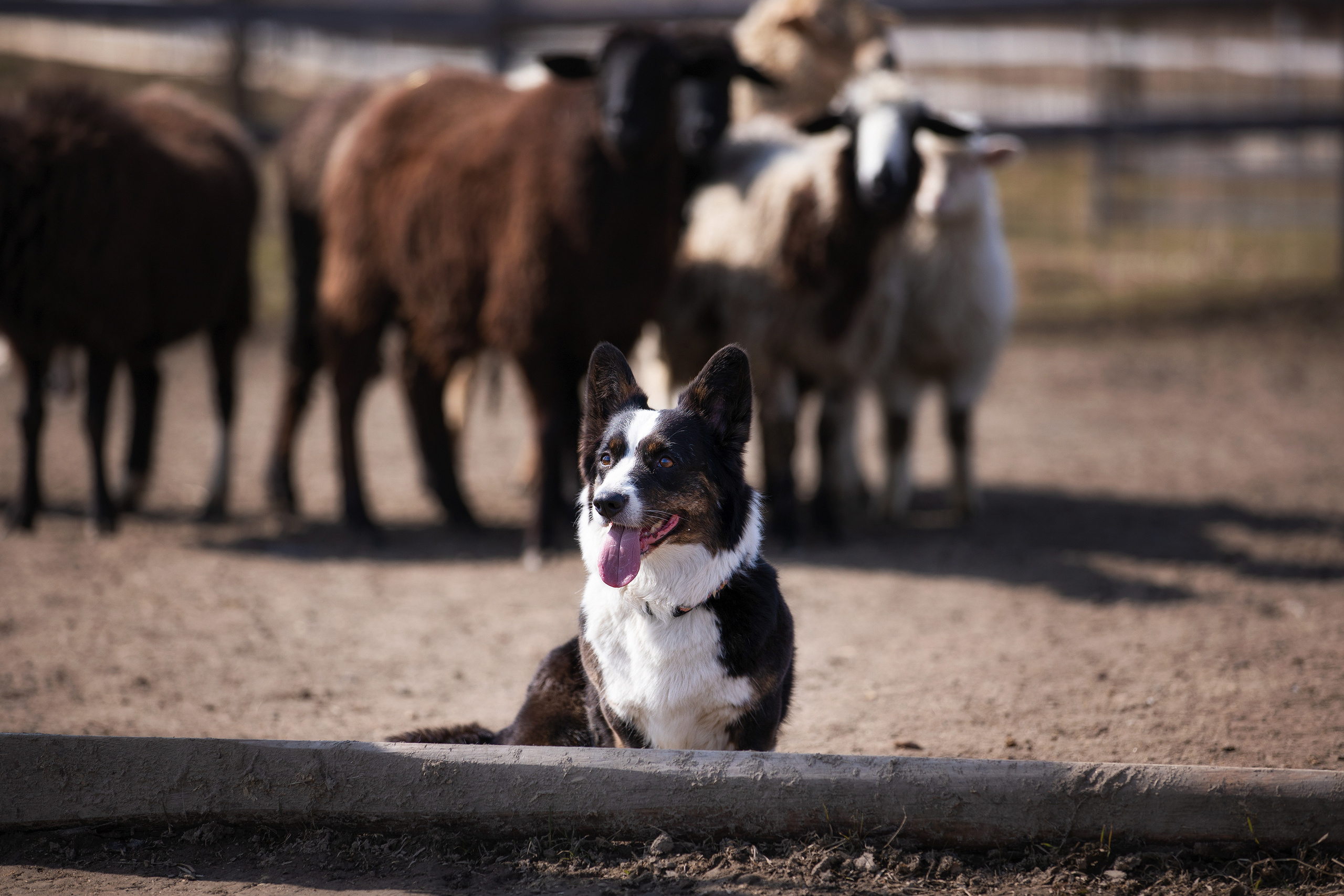 Собаки и не только. Фотограф Алена Звездина