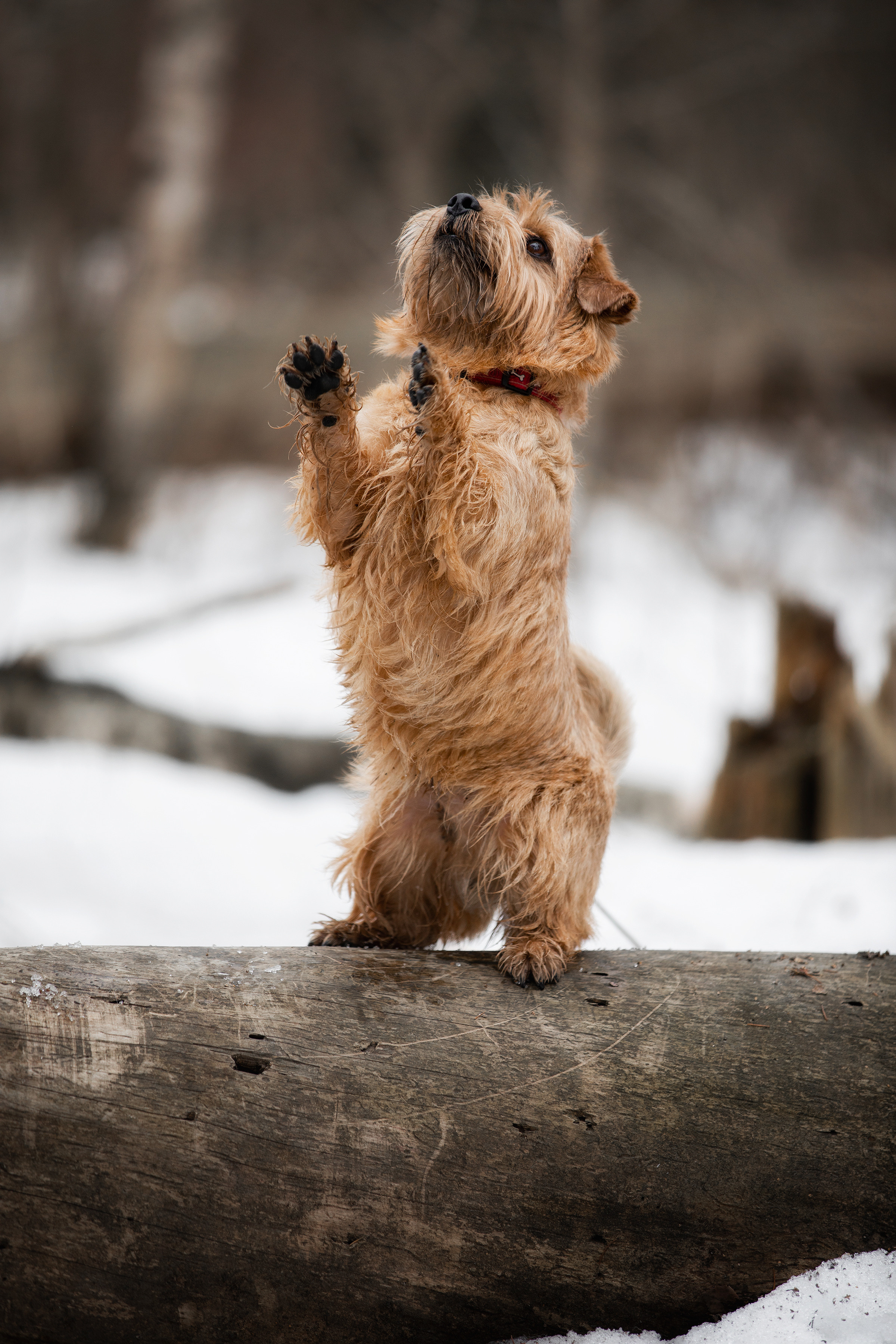 Собаки и не только. Фотограф Алена Звездина