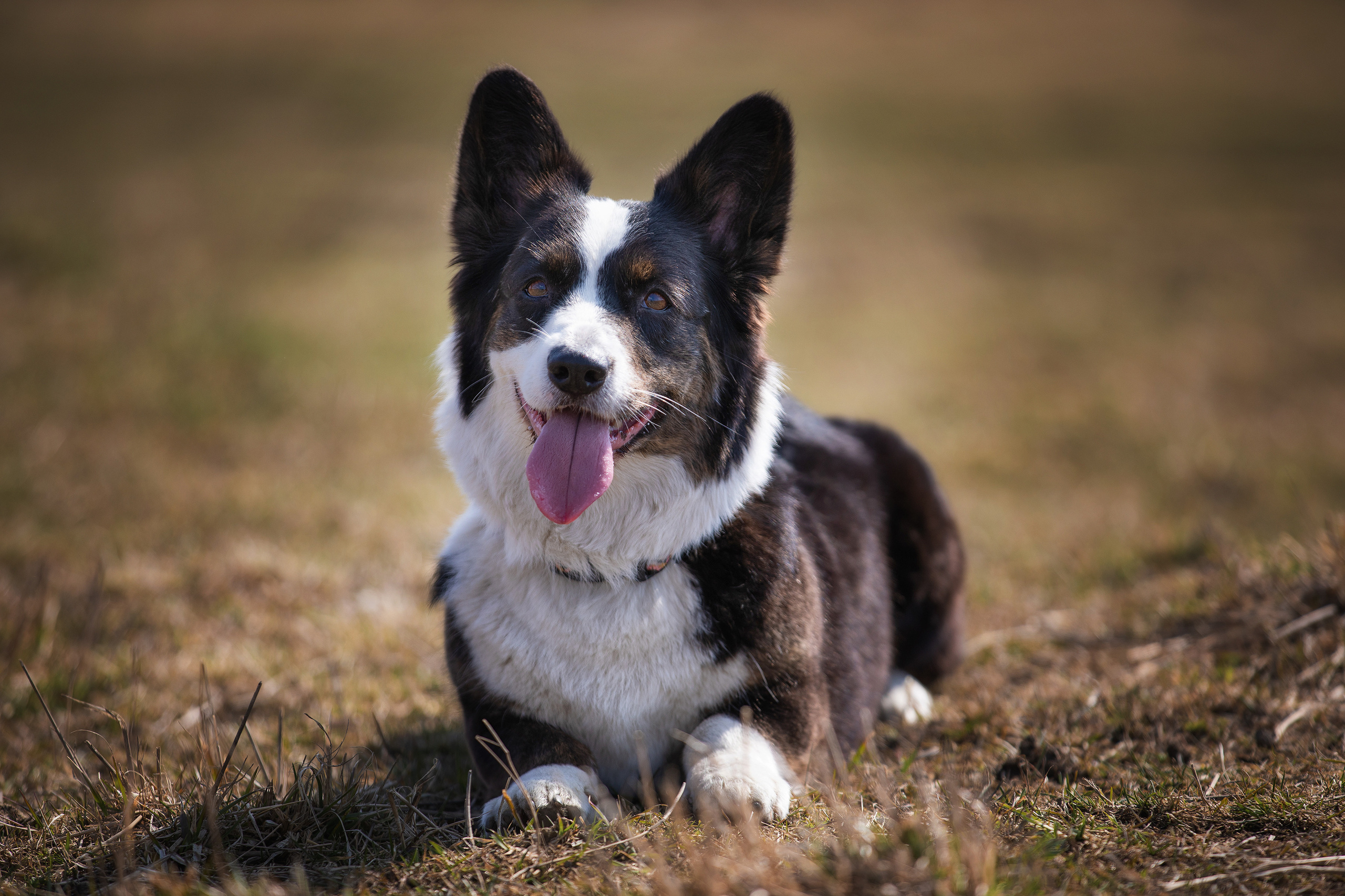 Собаки и не только. Фотограф Алена Звездина