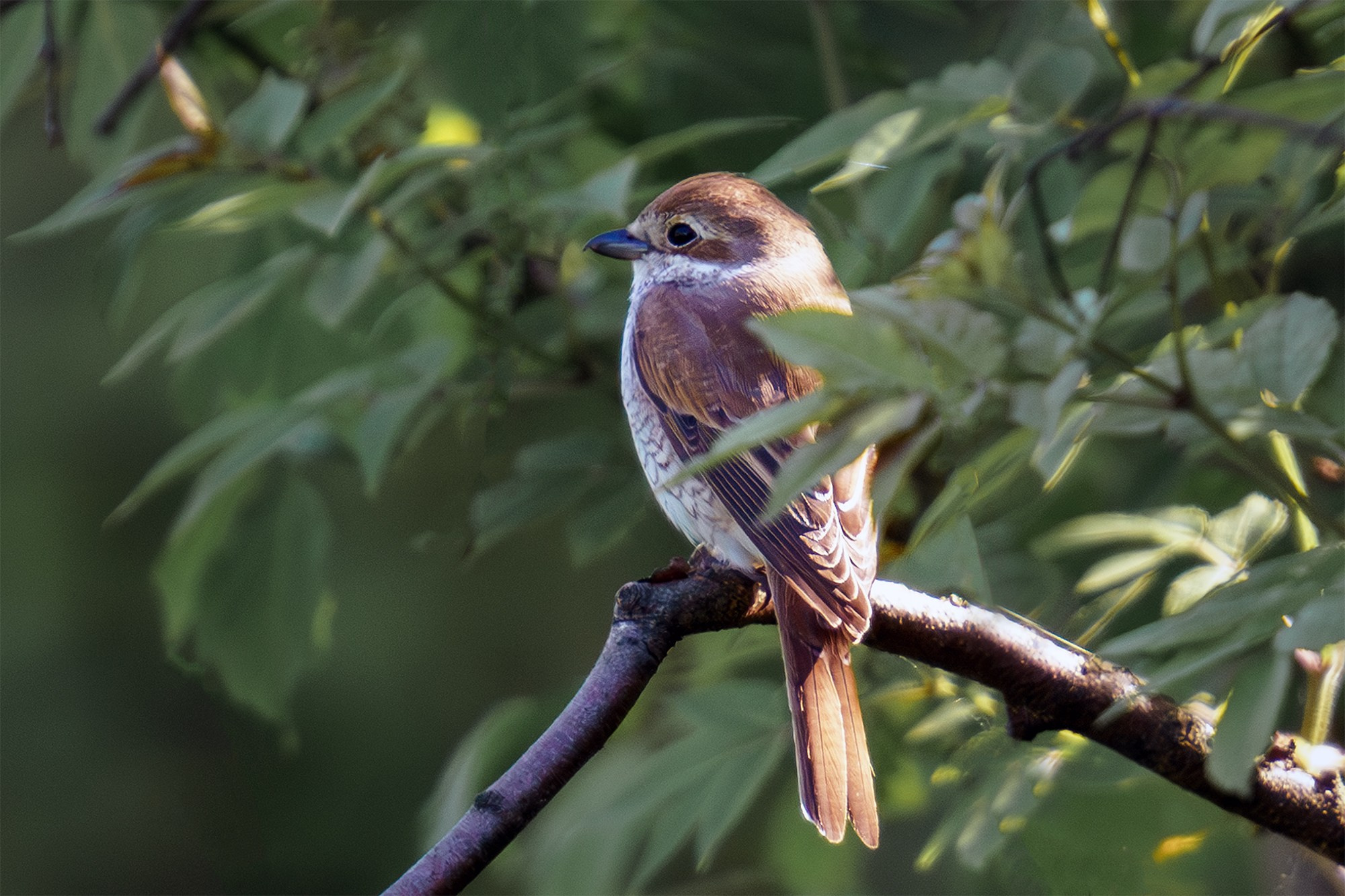 Удивительные мир птиц. Вокруг нас столько прекрасного — присмотритесь!. Ваш личный фотограф Марина Волкова