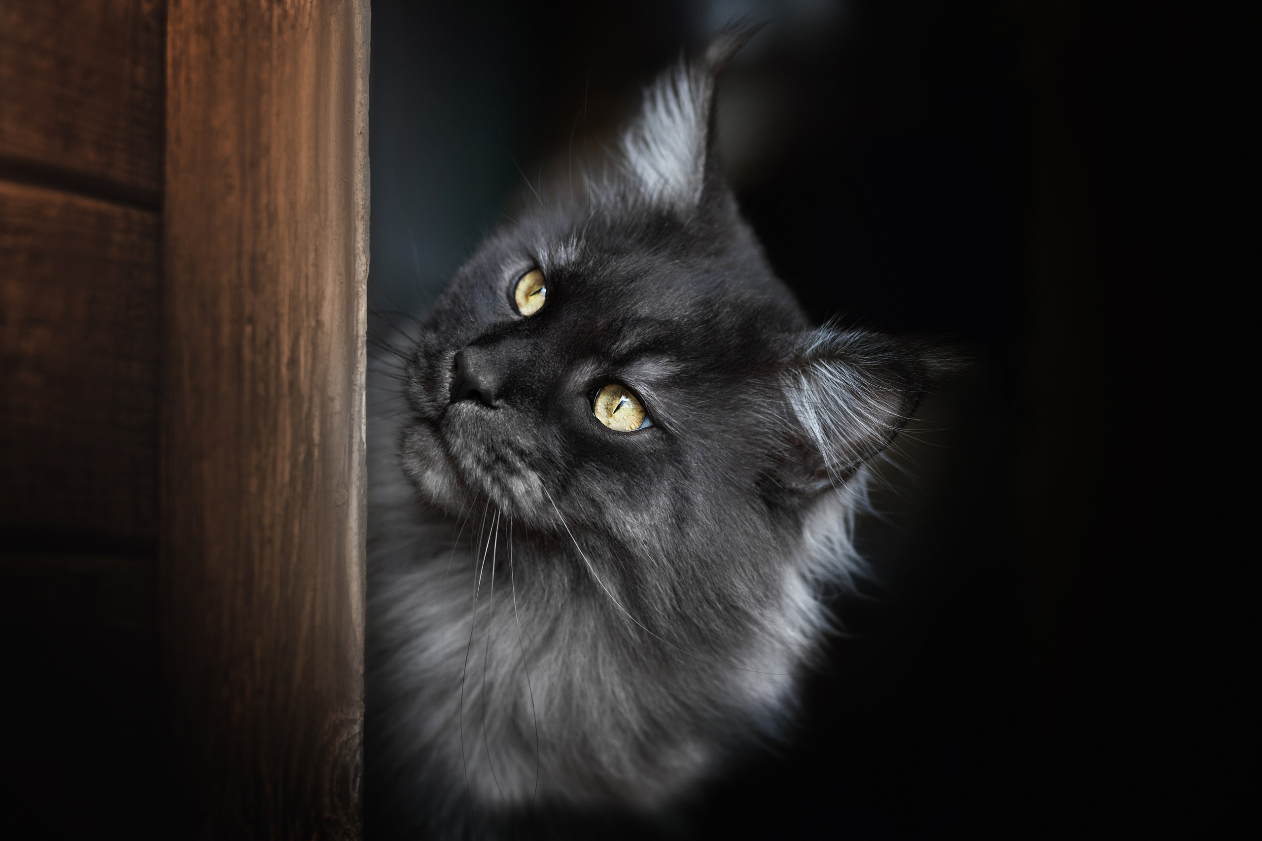 Фотосъёмка кошек. Семейный и анималист фотограф в Переславле Анастасия Гусева