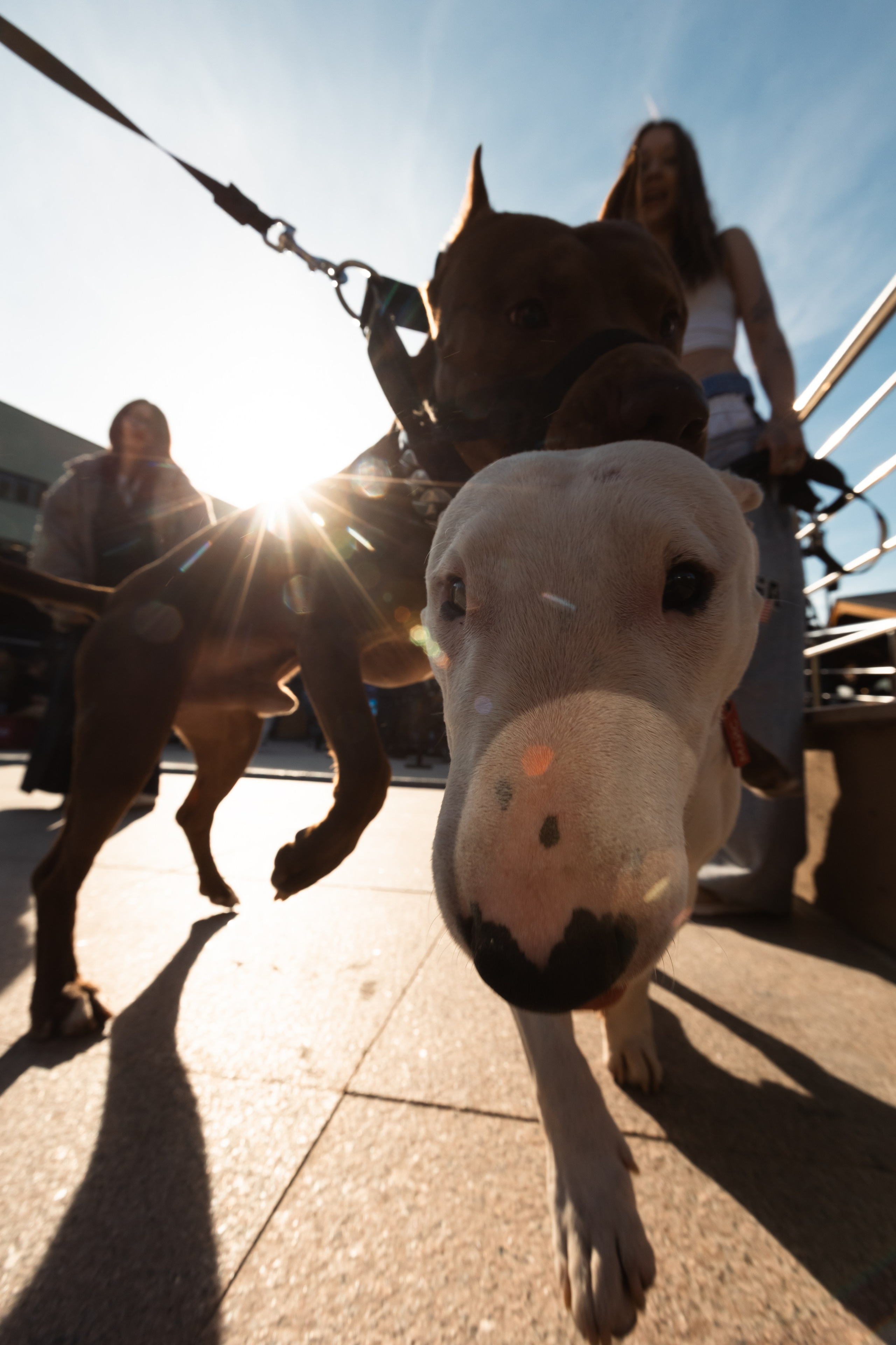 GORILLA GROOVE STAGE IMBA CAMP 5. Gorillaenergymedia