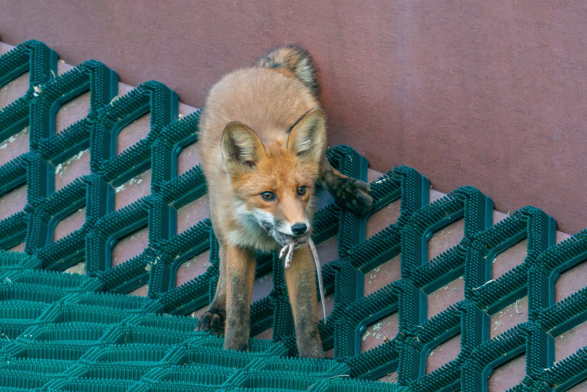 Животные. Ваш личный фотограф Марина Волкова