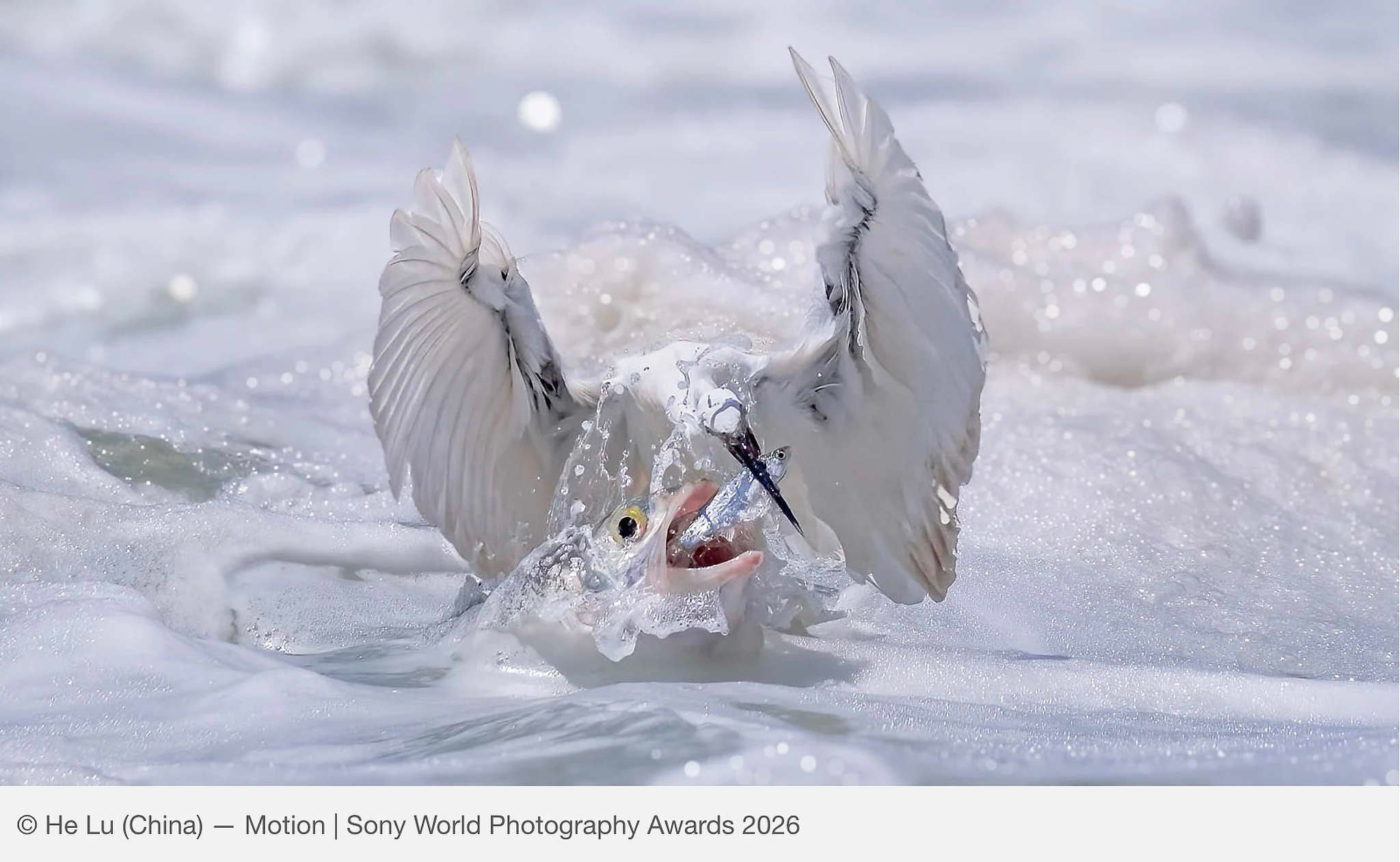 He Lu (China) — Motion | Sony World Photography Awards 2026