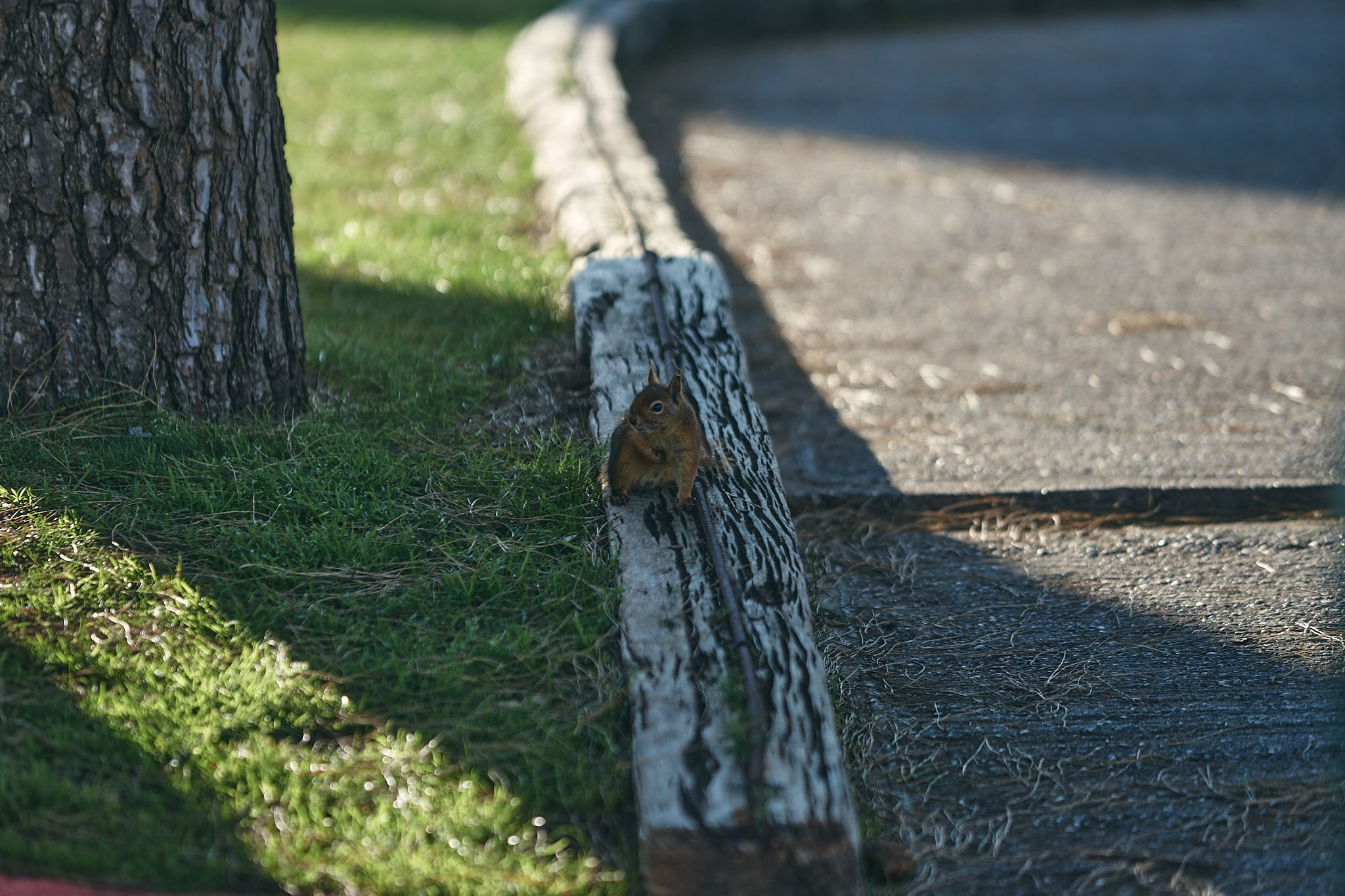 Turkey 2024. Академия гольфа NSU в Москве. Тренировки по гольфу для детей и взрослых, тренировки для новичков