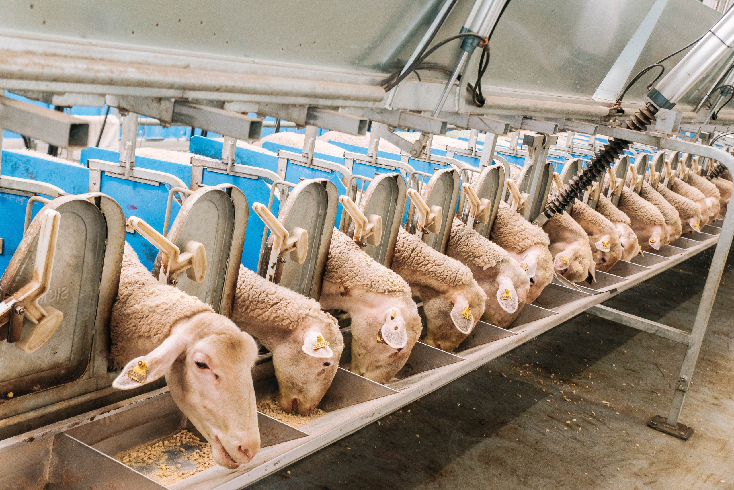 Овечья Ферма. Агрокурьер Красный Яр. Главная