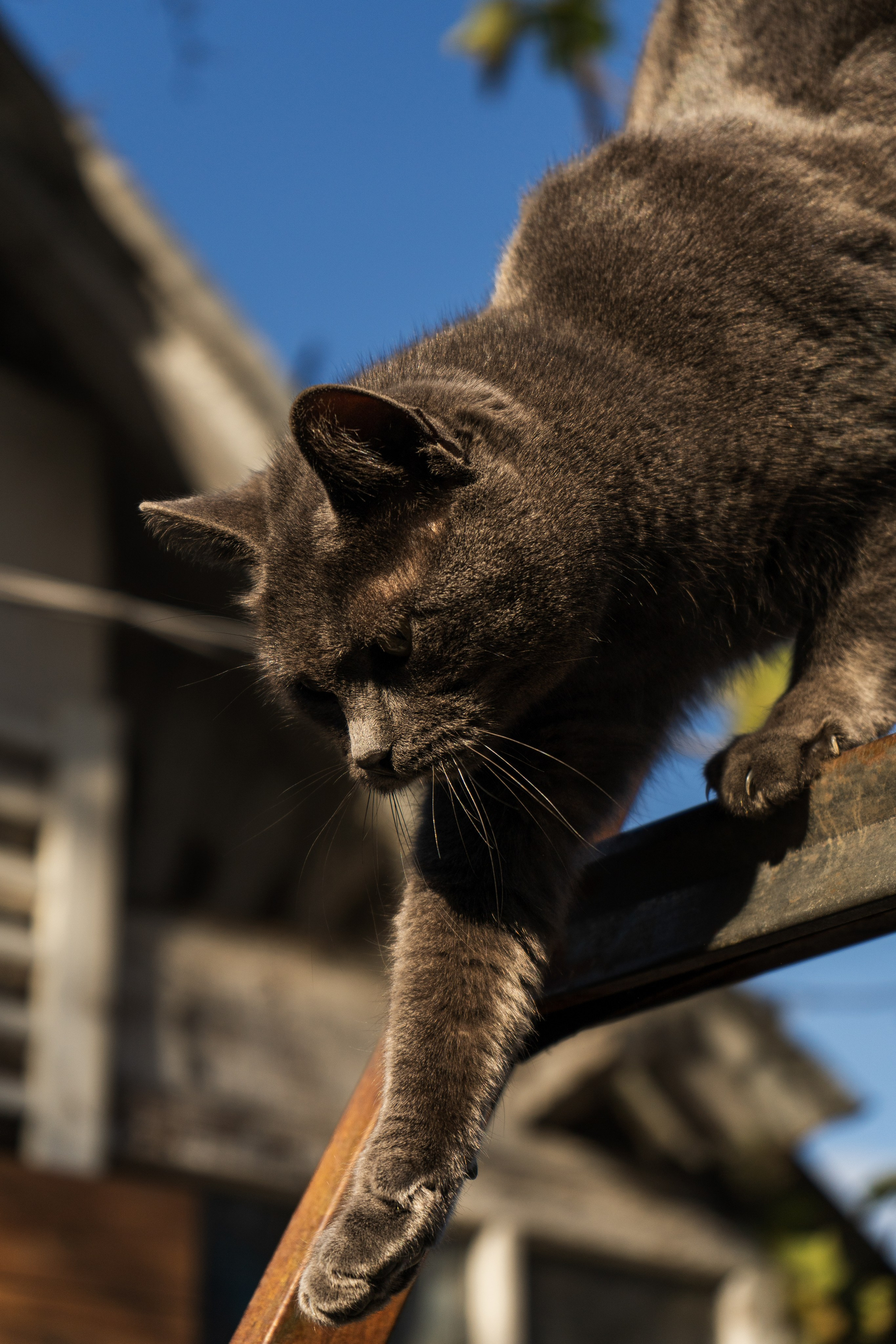 Pets. Makaroshkassirom — photographer in Minsk