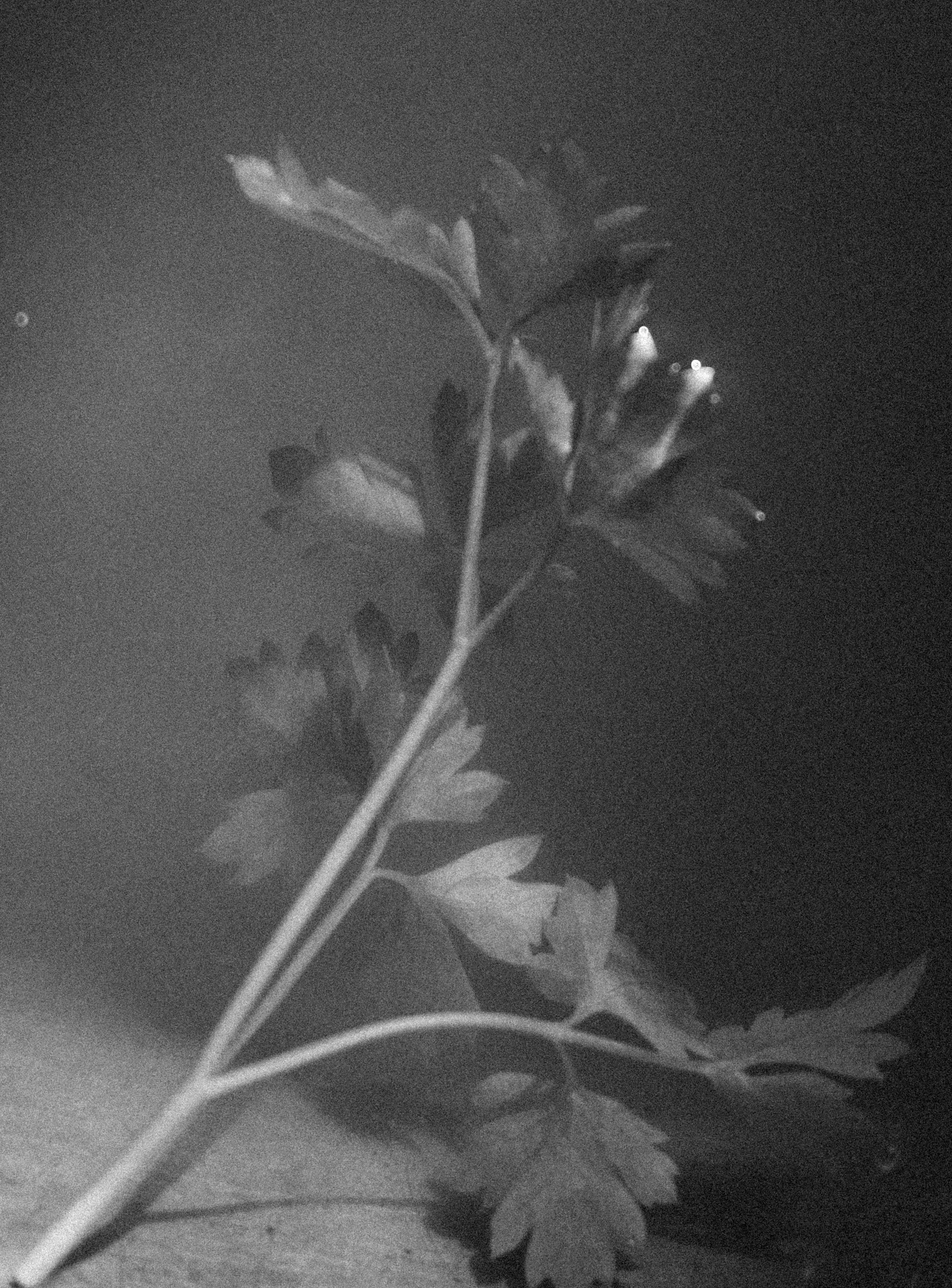 Разное неважное. Фотограф в Москве Алейникова Евгения