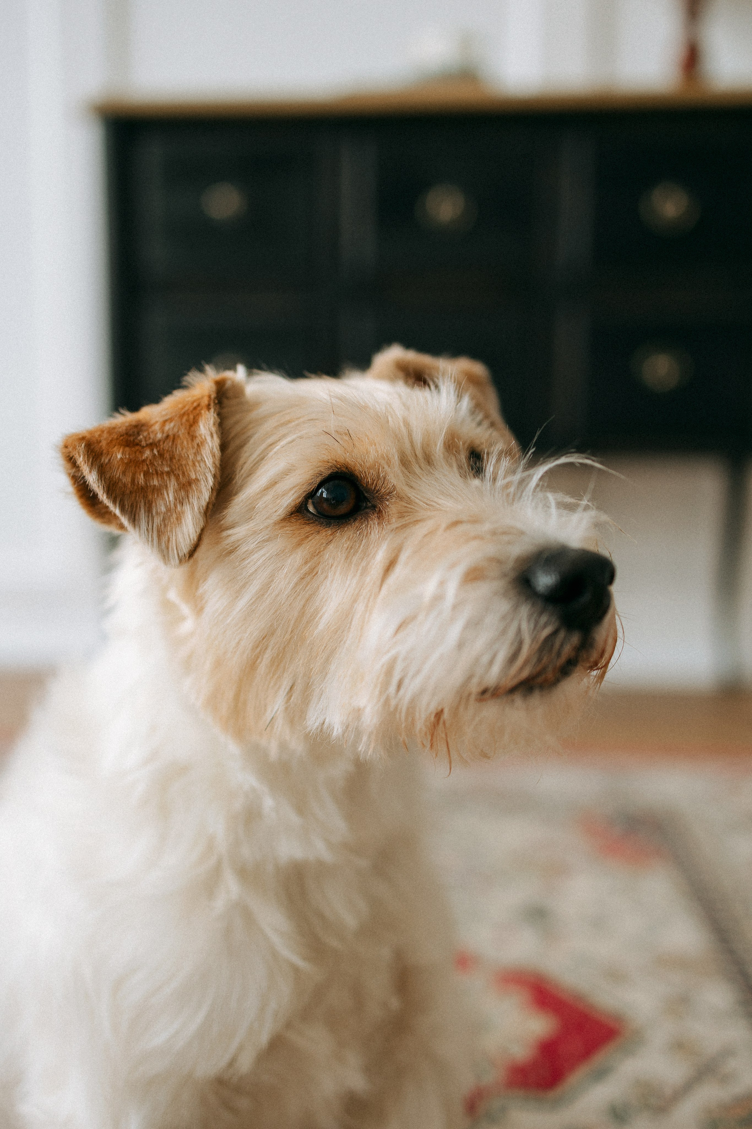 Цунами, Теон и Женя. Фотограф анималист Анастасия Пикей