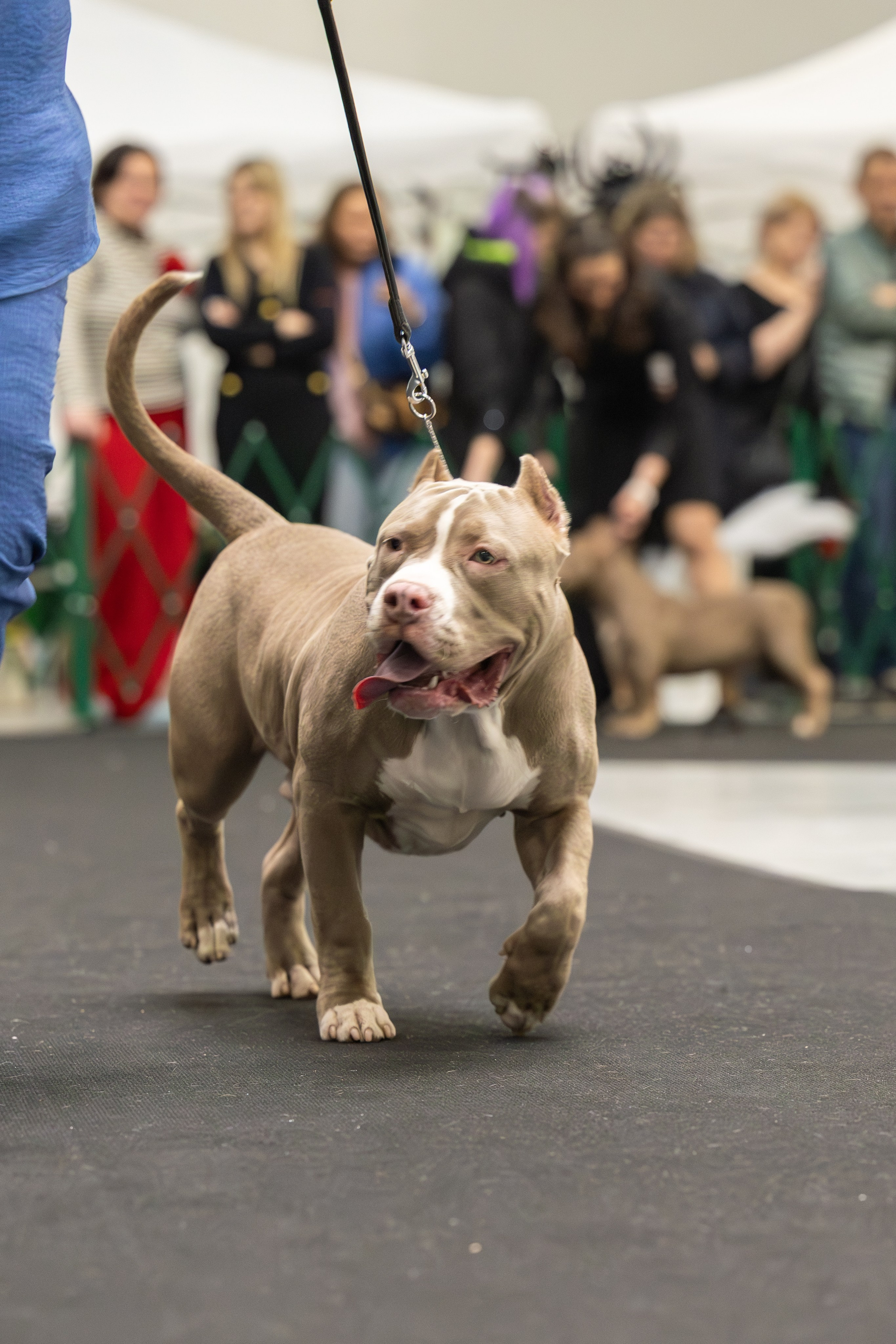 АВКС. Виктория Михайловская. Фотограф-анималист. Москва