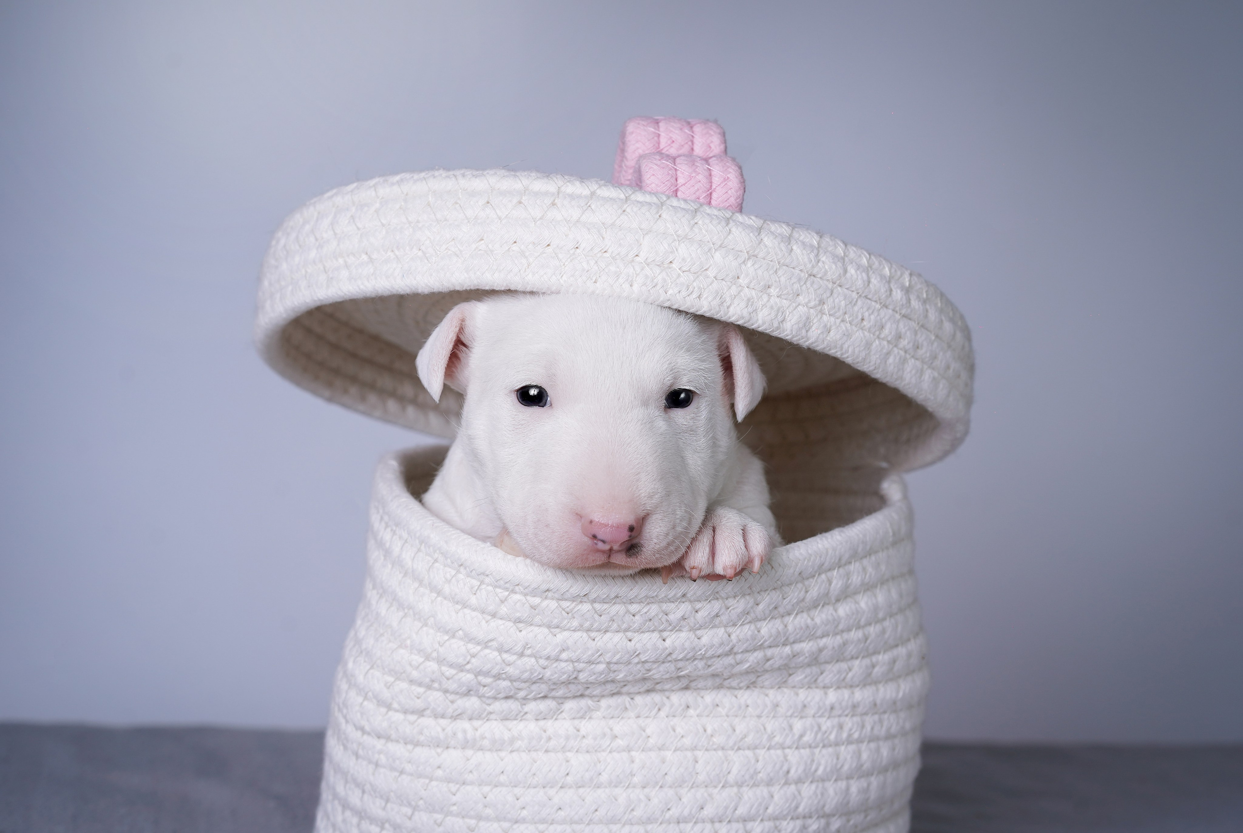 Щенки минибуля. Фотограф-анималист в Санкт-Петербурге Яна Мартынова