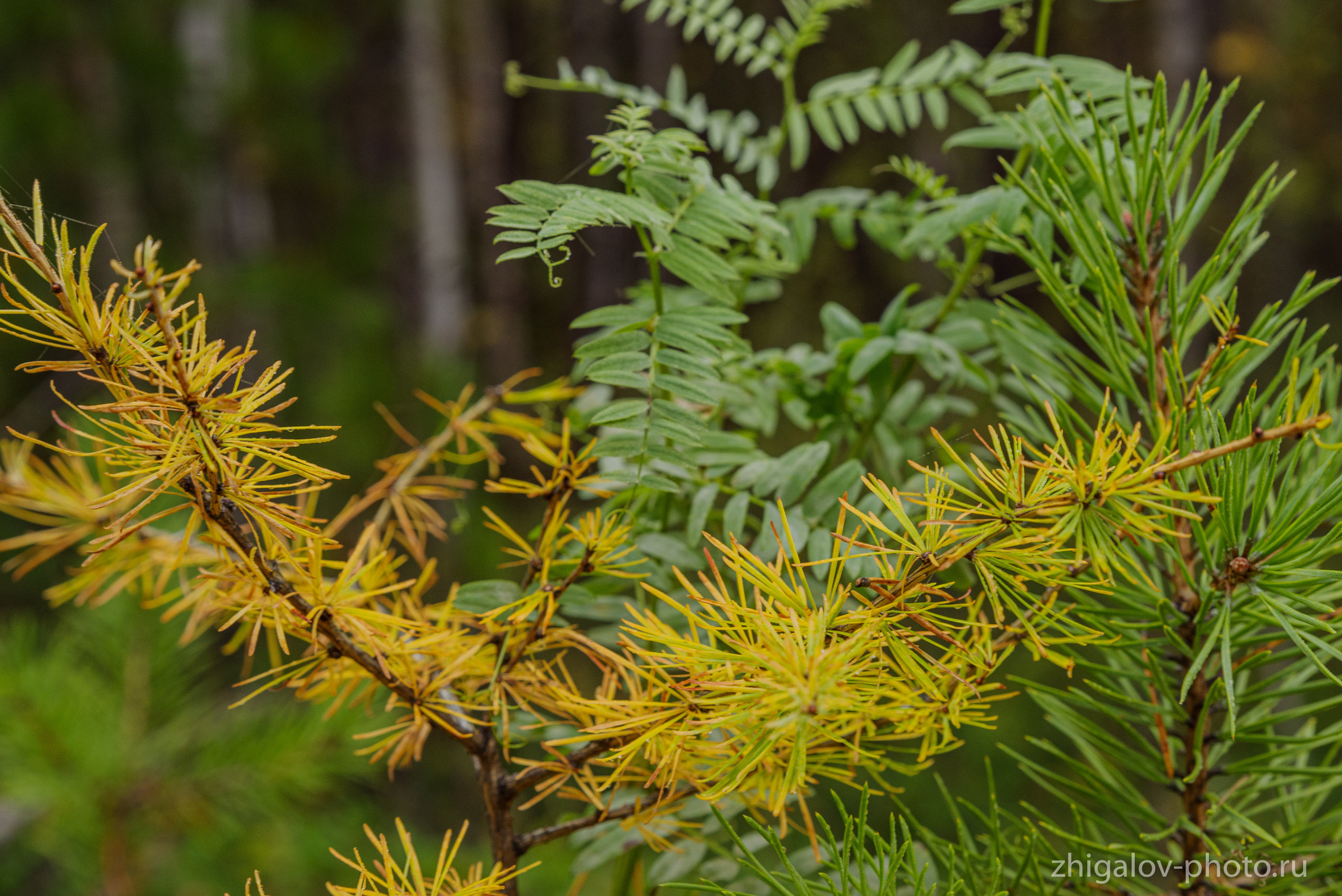 Таёжные места р.Зазара. Семейный и свадебный фотограф в Иркутске Максим Жигалов