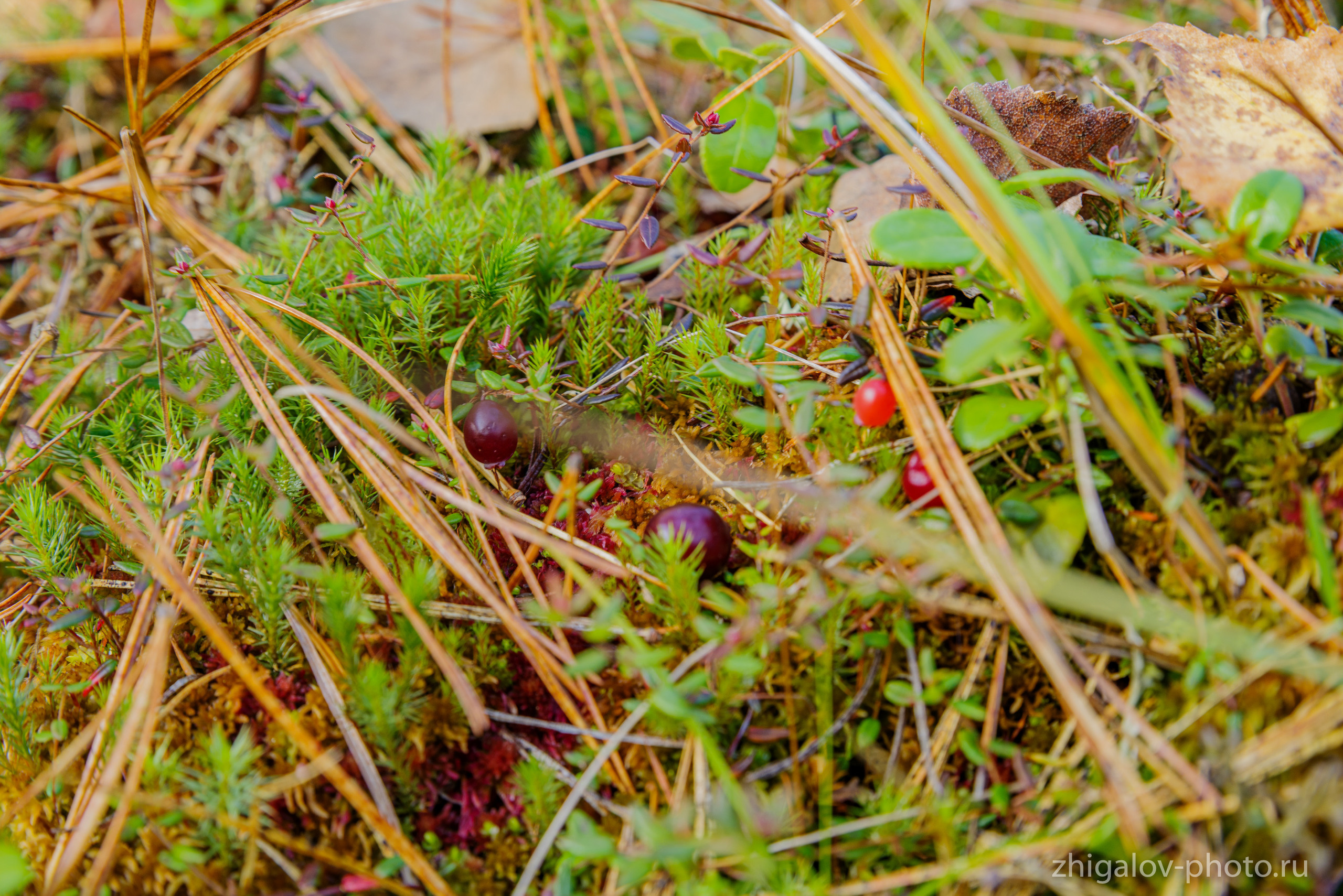 Таёжные места р.Зазара. Семейный и свадебный фотограф в Иркутске Максим Жигалов