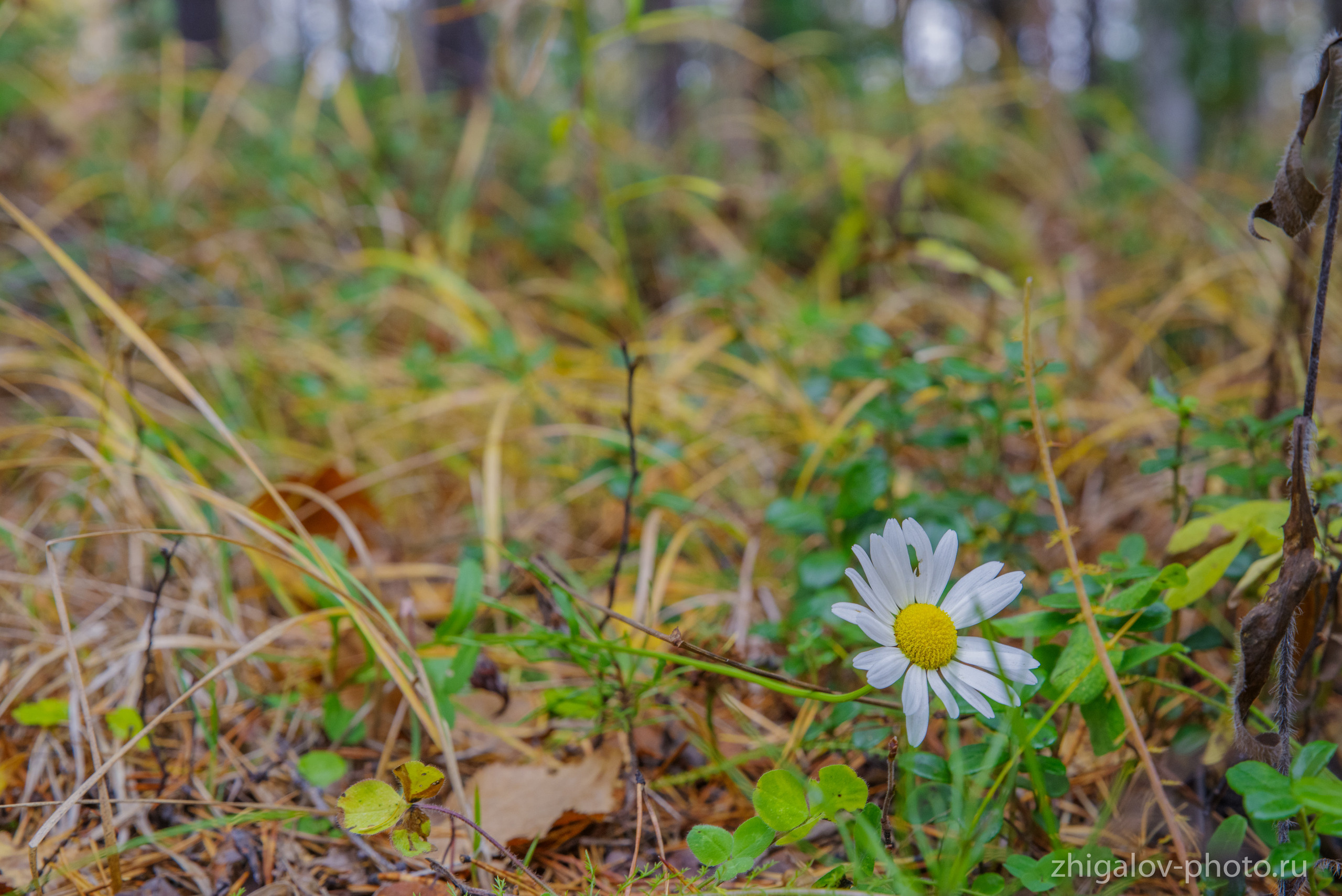Таёжные места р.Зазара. Семейный и свадебный фотограф в Иркутске Максим Жигалов