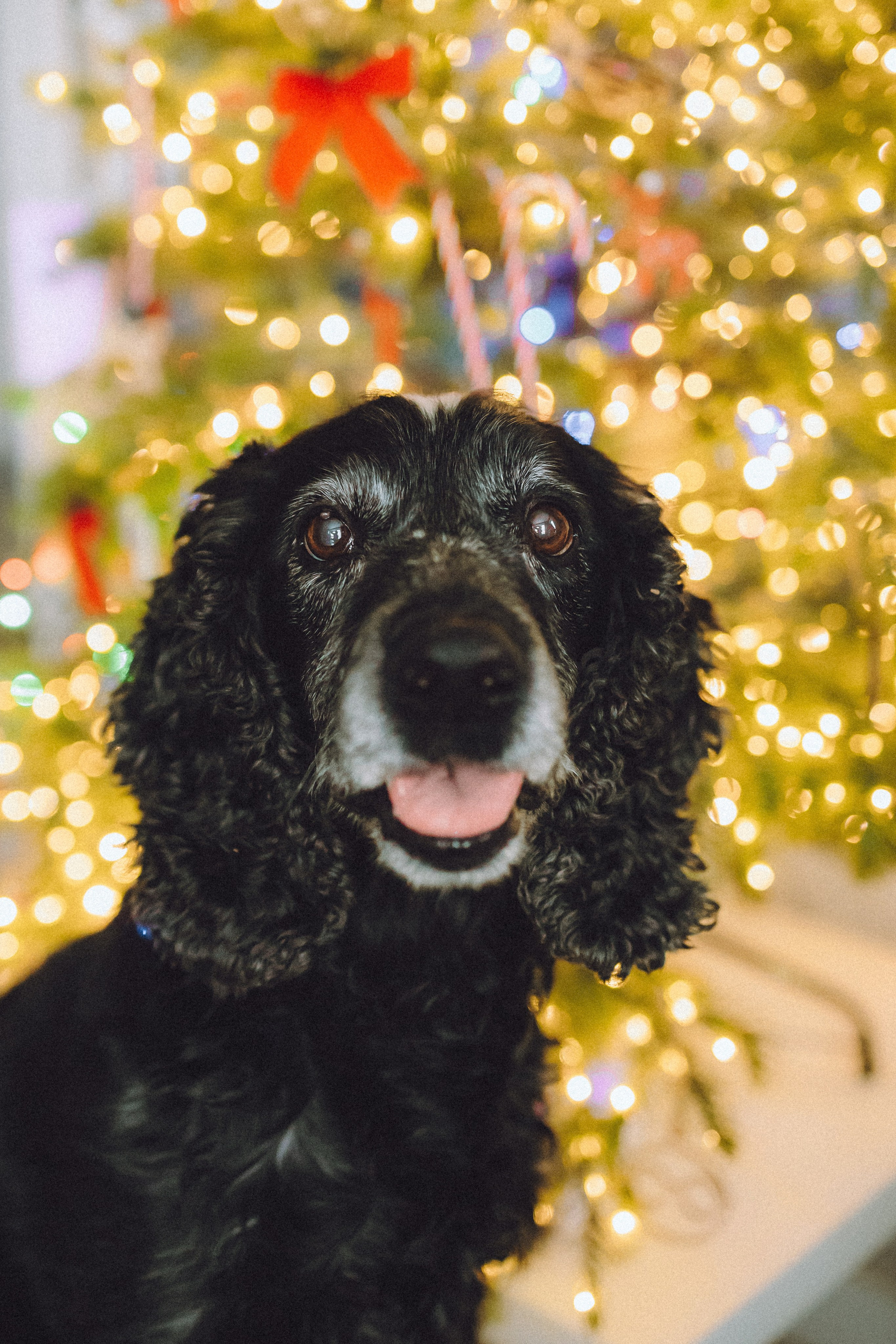 Топик и его семья