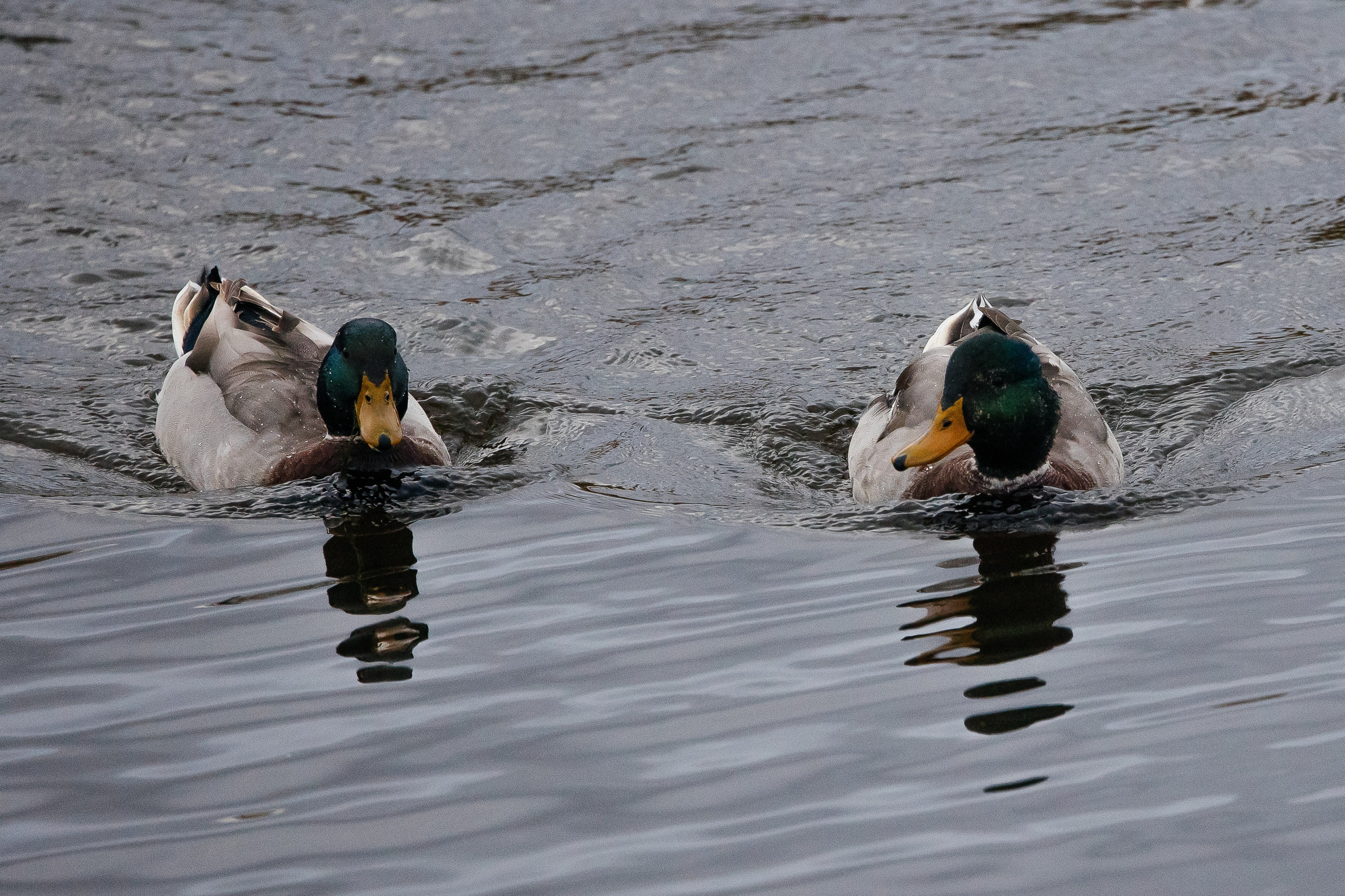 ПЕЙЗАЖ И ЛЮДИ. Саргылана Афанасьева