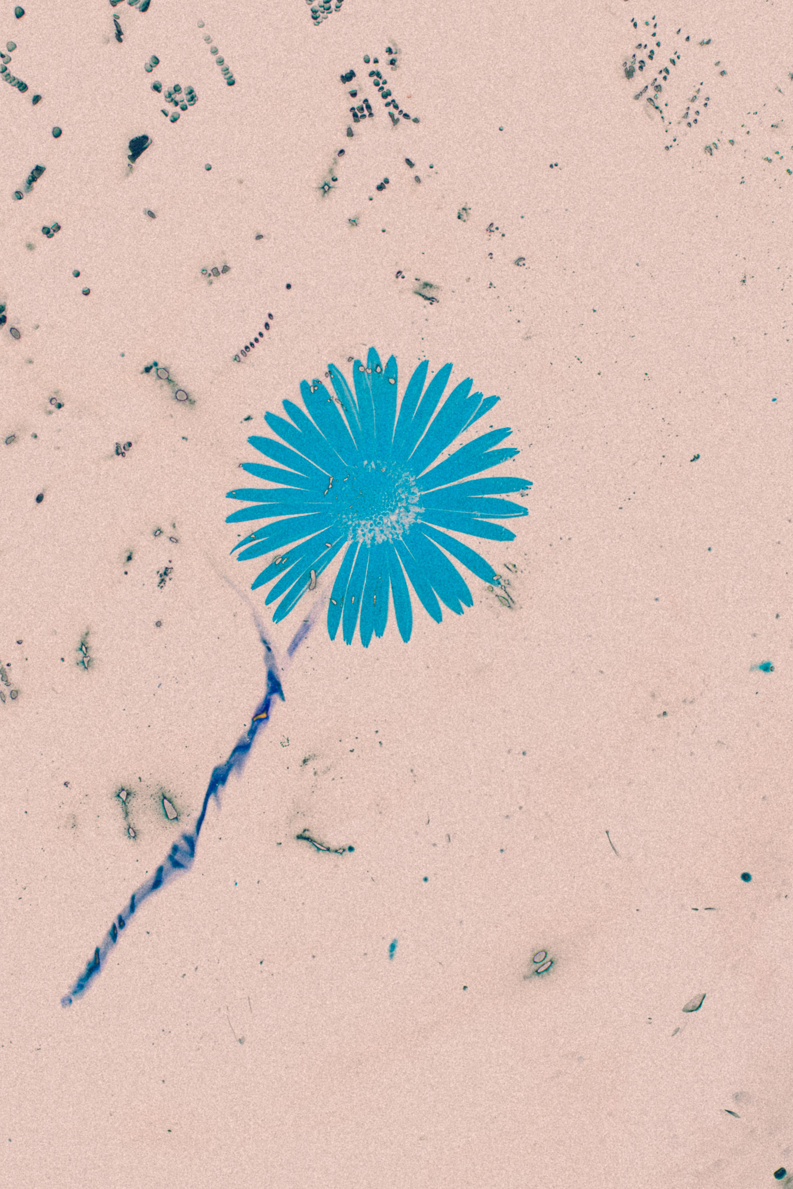 NON-EXISTENT FLOWERS. Фотограф Евгений Чащихин RGB АРХИТЕКТОР в Перми