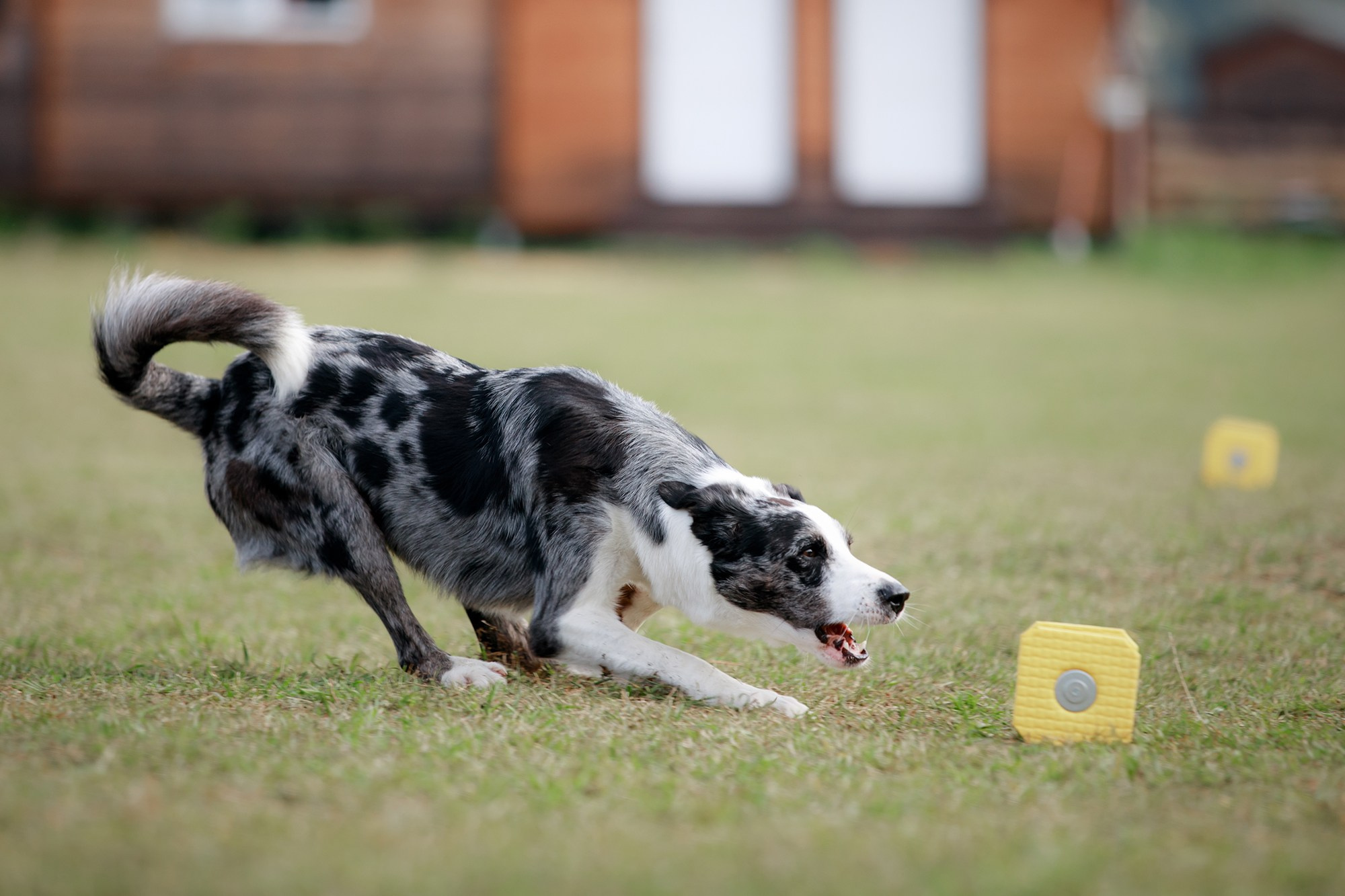 Лагерь по ОБД с Инной Баженовой. Фотограф-анималист Mary Mart — Москва, Питер