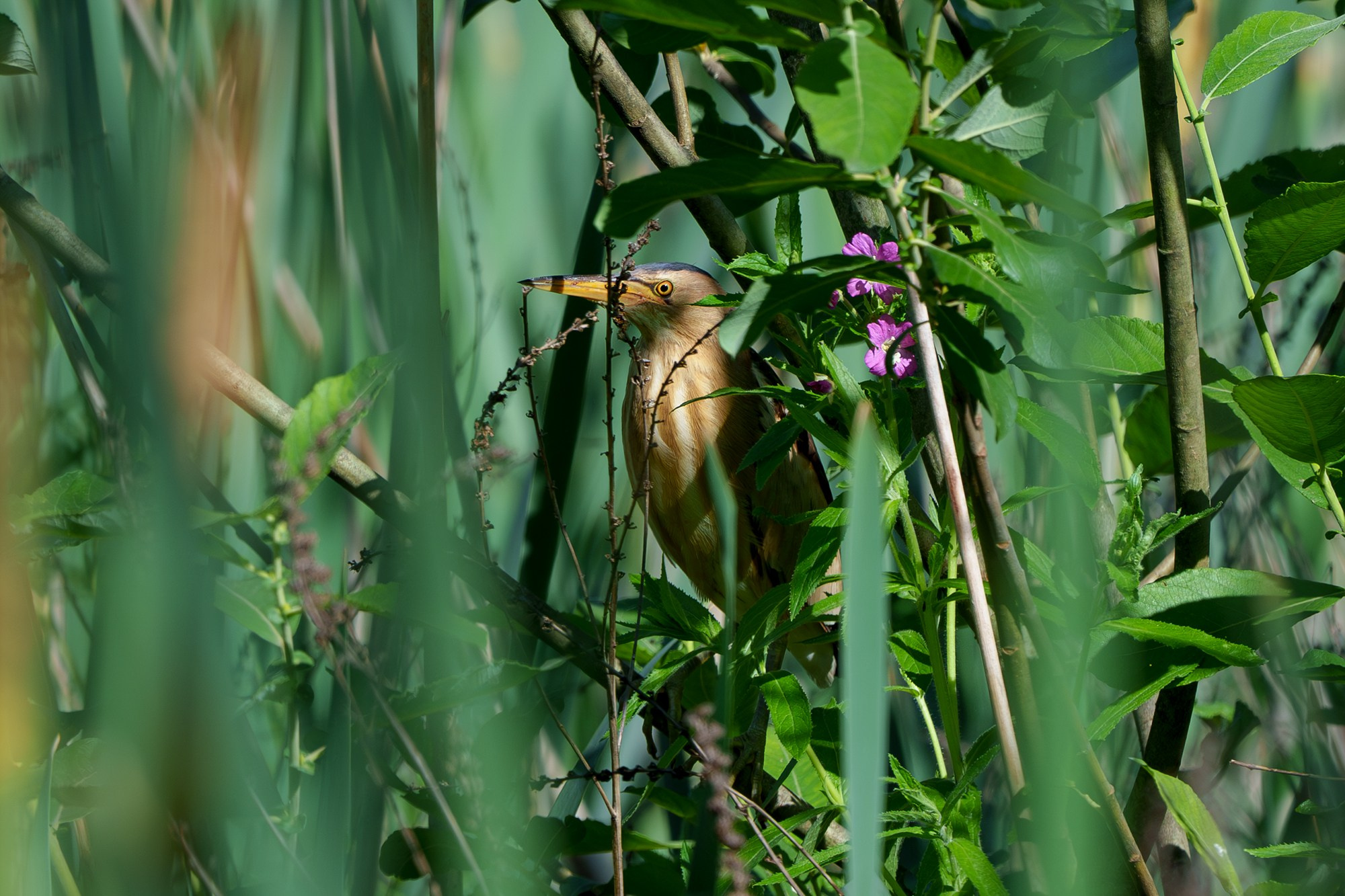 Удивительные мир птиц. Вокруг нас столько прекрасного — присмотритесь!. Ваш личный фотограф Марина Волкова