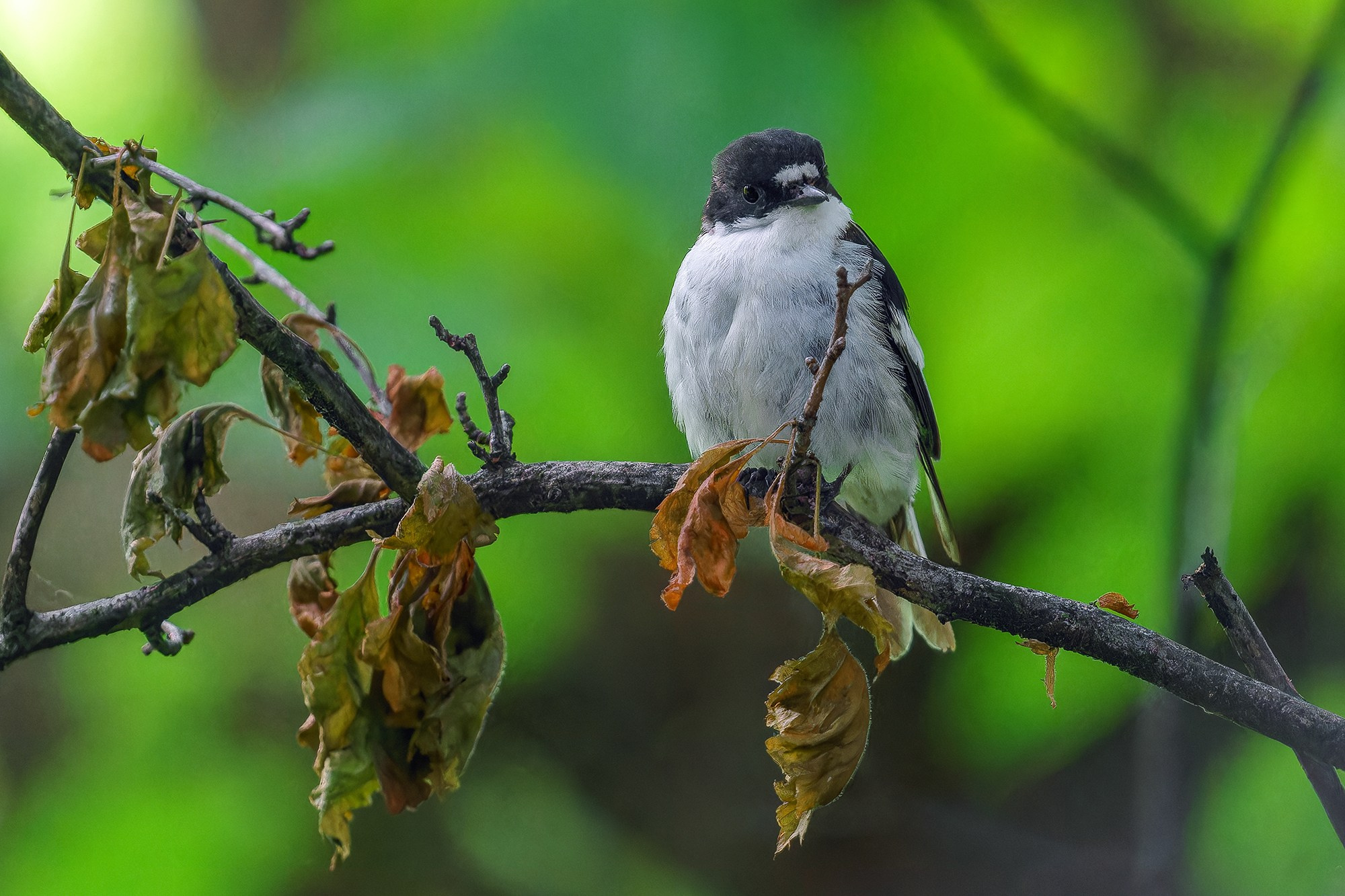 Удивительные мир птиц. Вокруг нас столько прекрасного — присмотритесь!. Ваш личный фотограф Марина Волкова
