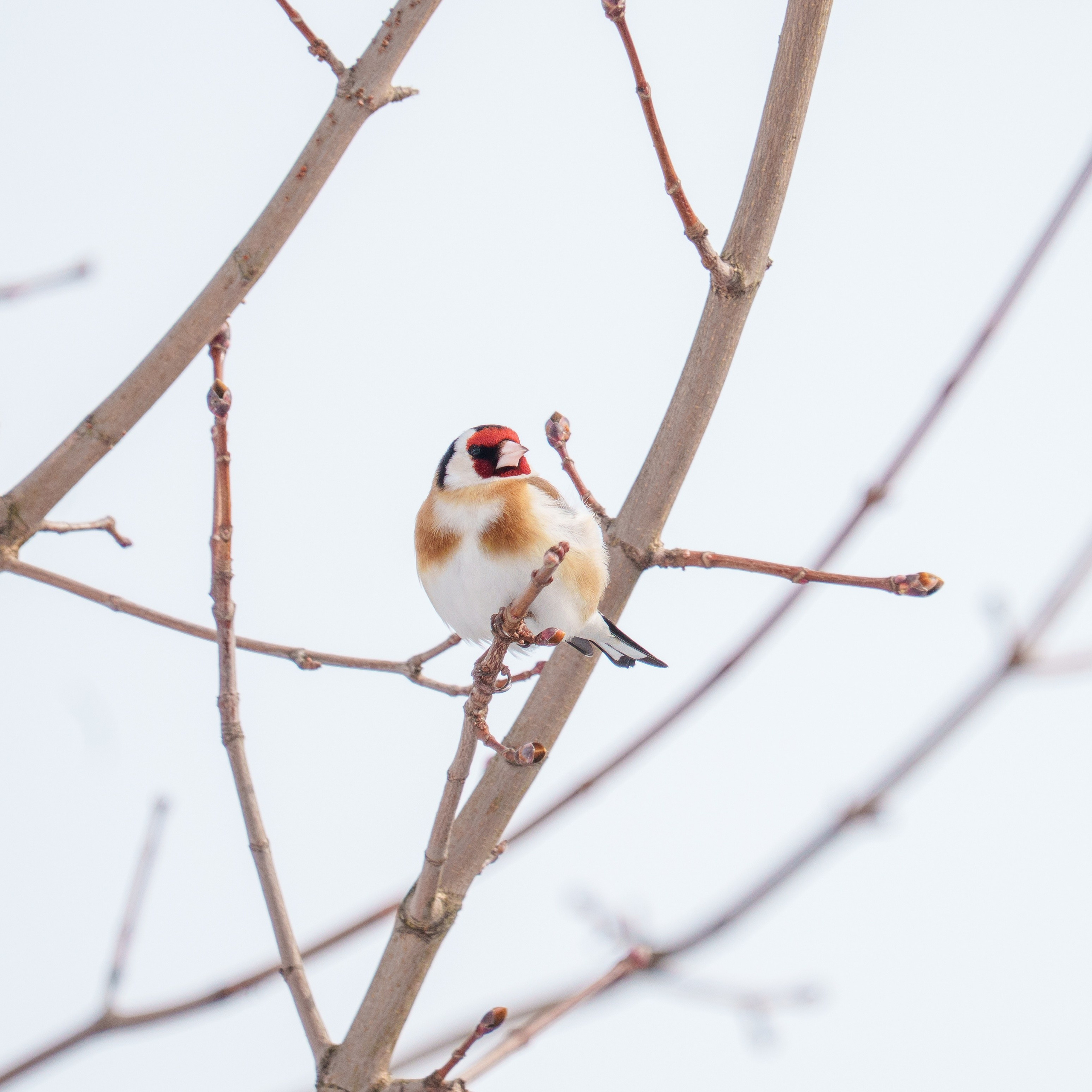 Animals — Животные