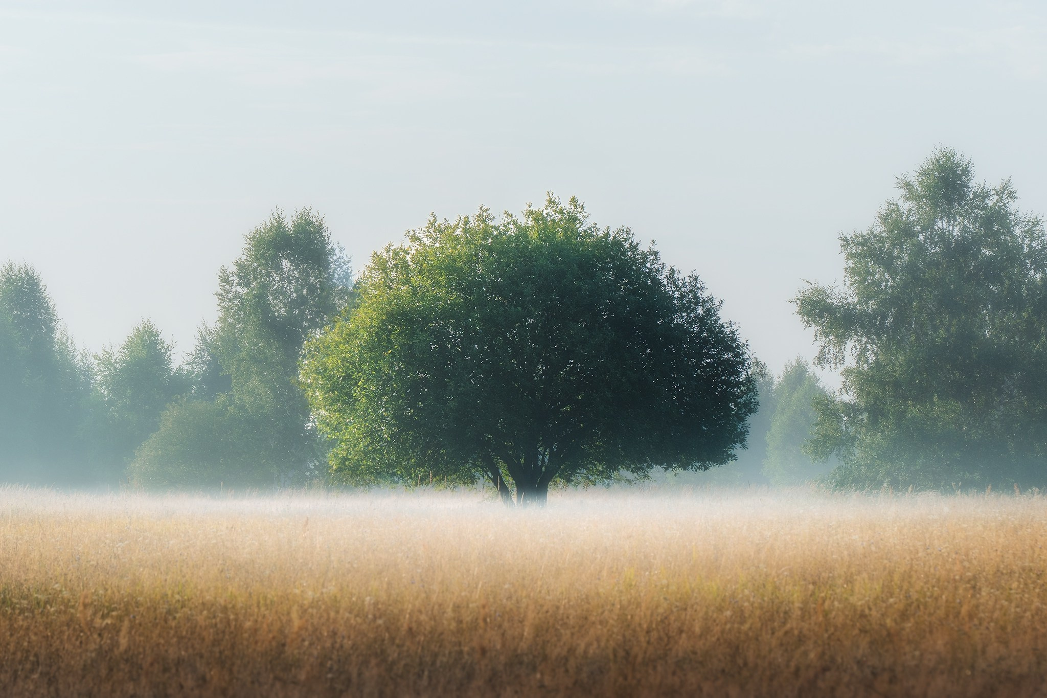 Лето, лес, деревья…. Пейзажный фотограф Руслан Лукманов