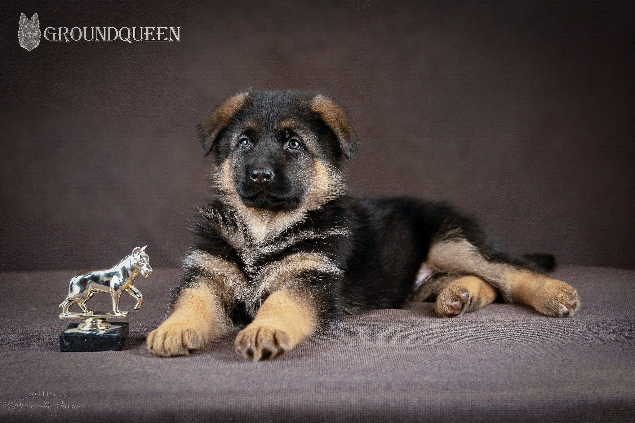 Щенки немецкой овчарки. Фотограф 📸 анималист, предметный, репортажный