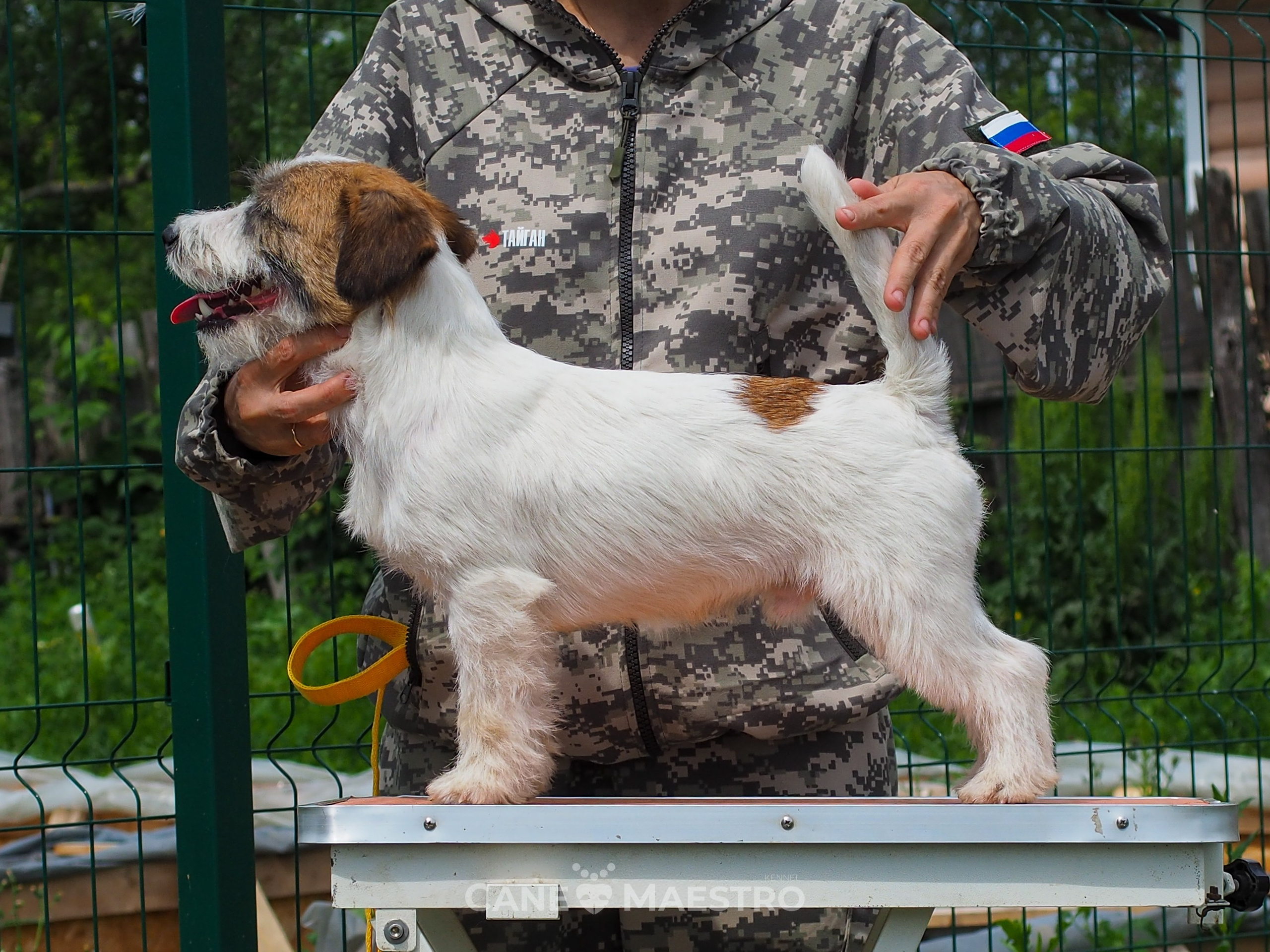 Кобель ХАН СОЛО. CANE MAESTRO — kennel Jack Russell Terrier