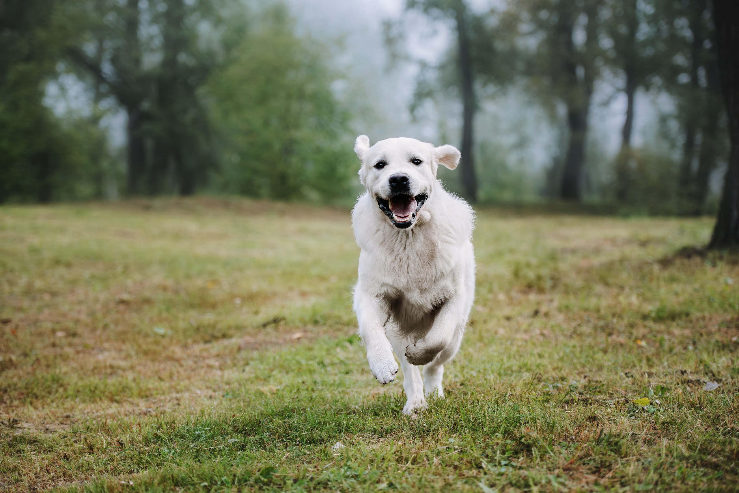 Собаки уличные. Фотограф Диана Оленина Красноярск / Братск