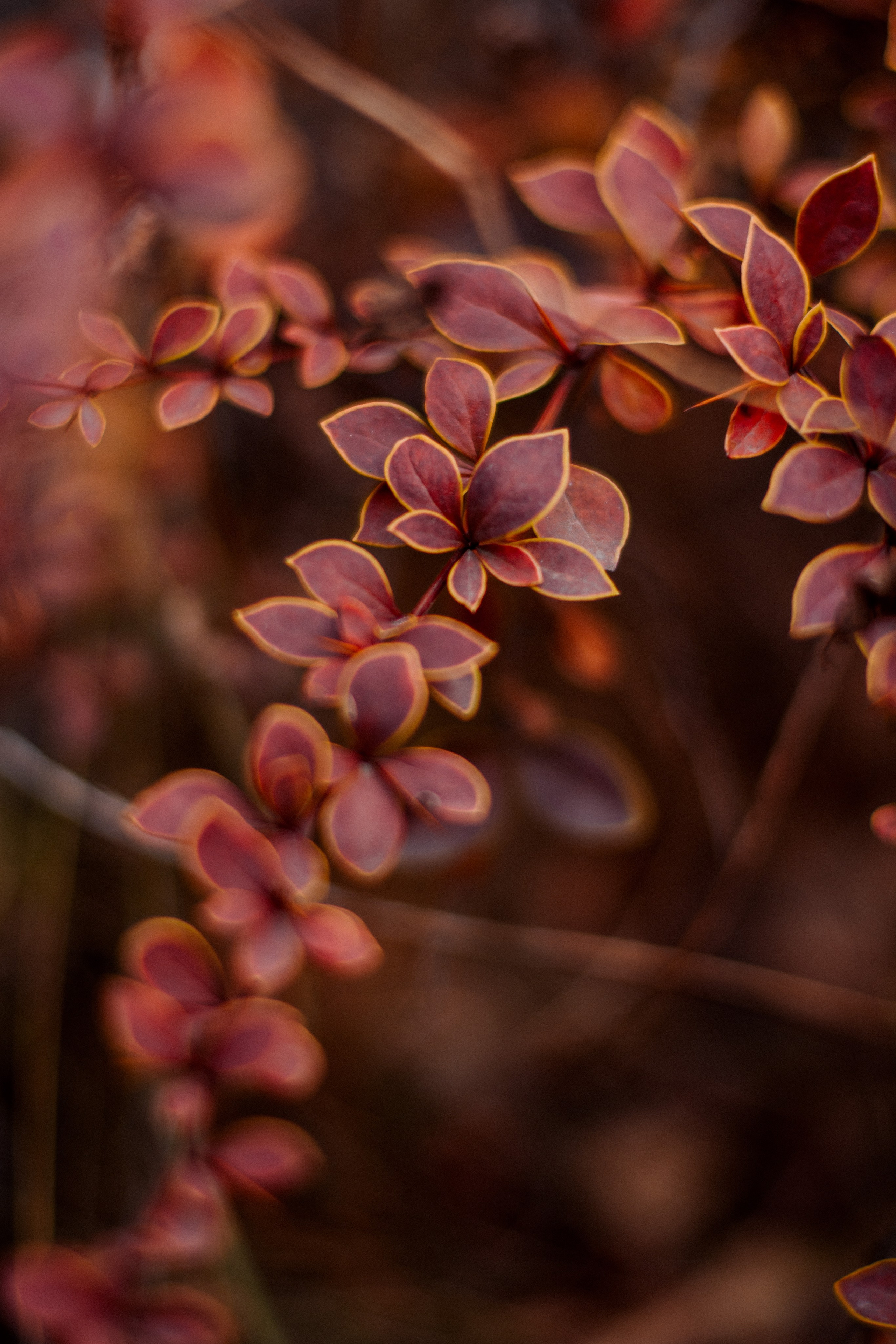 Flowers. Фотографирую искусство в Хабаровске