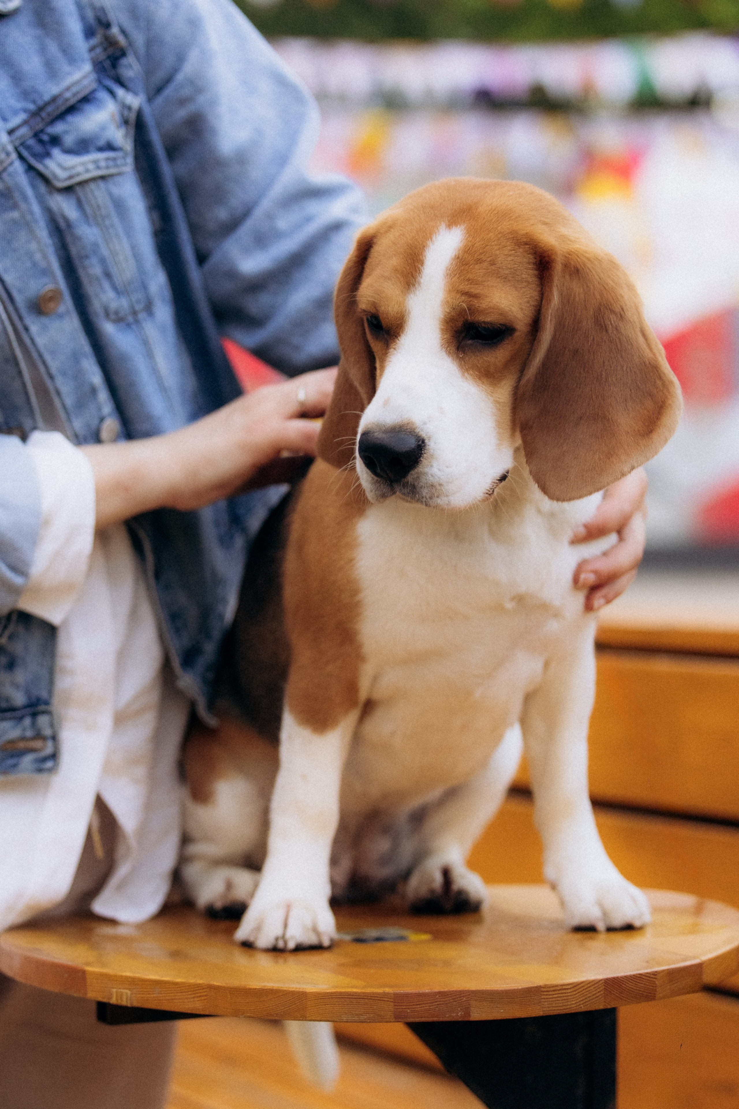 Анна и Рэна. Рассвет в Москве. Фотограф анималист в Казани Алина Сулейманова. Фотограф животных
