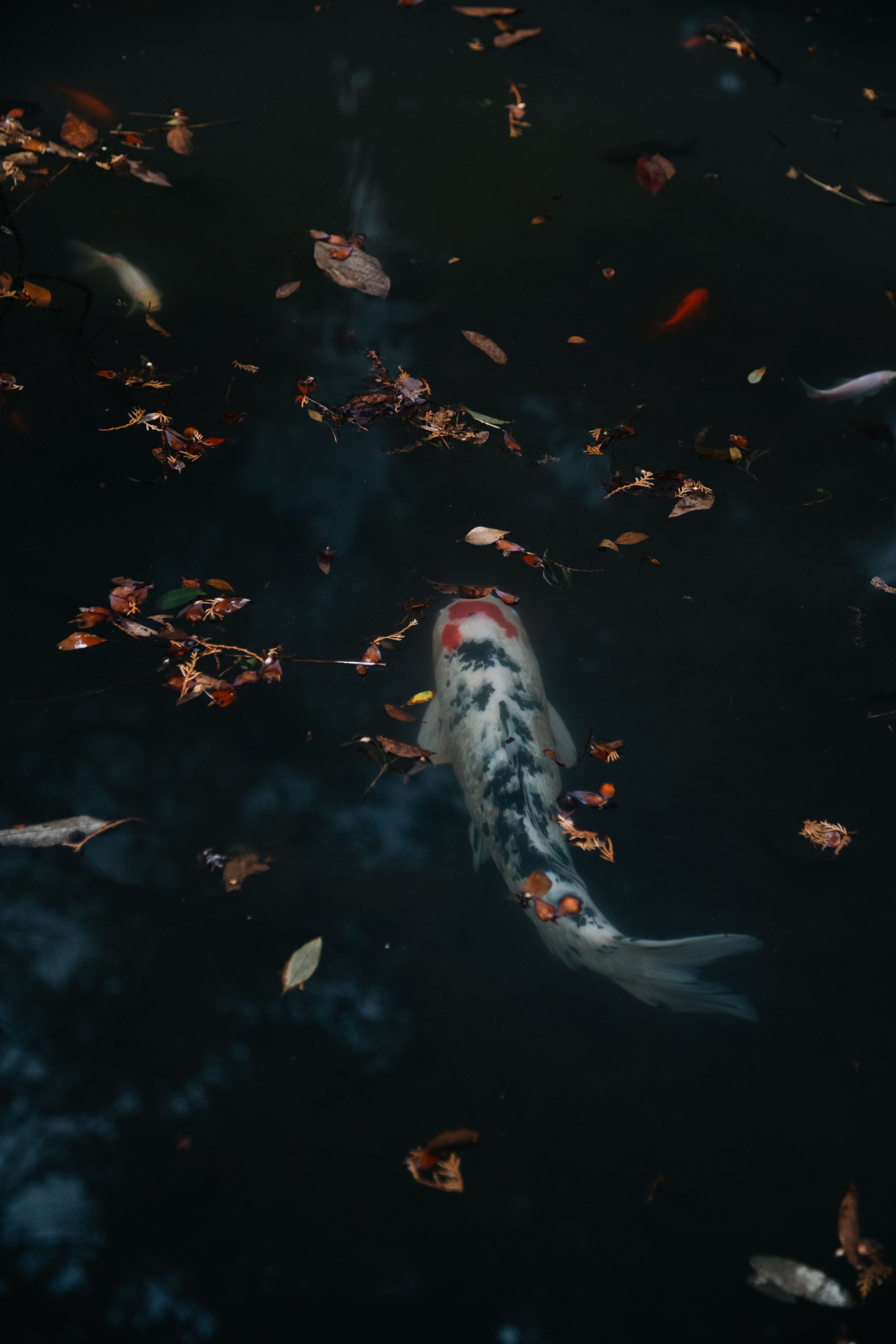 Batumi. Dmitriy [KCCC] is a pretty cool photographer