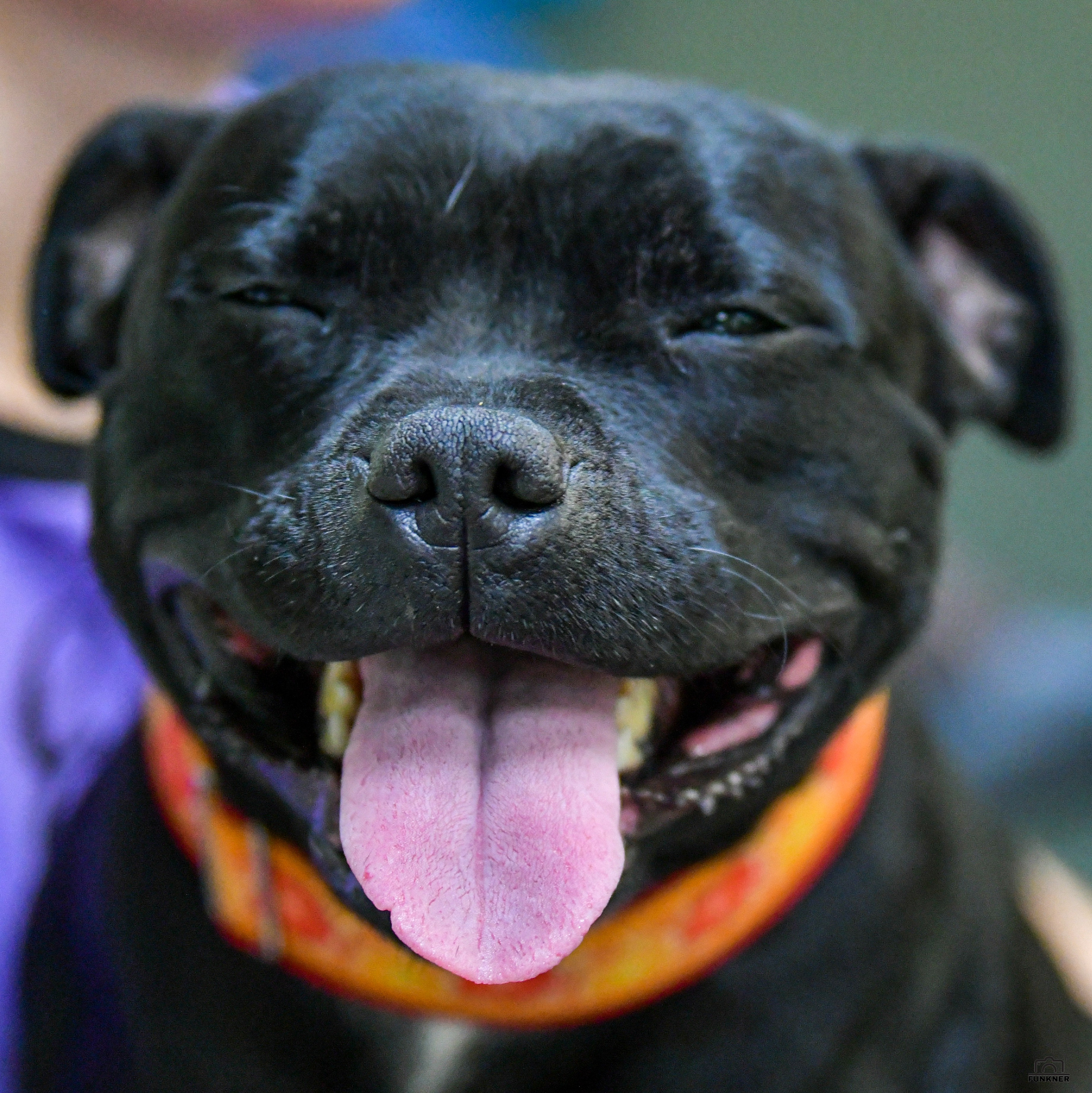 Кинологический клуб «Бодрый хвост». Свой взгляд через объектив