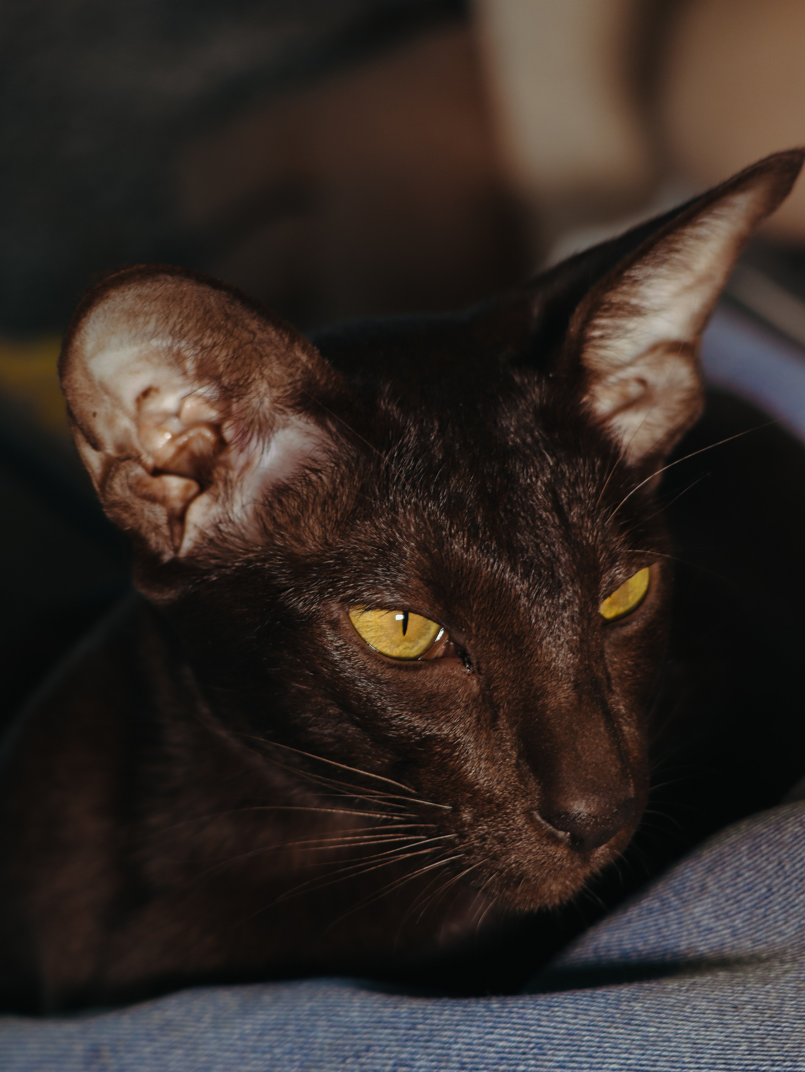 Питомцы. Кинематографичный фотограф, видеограф Лина Плешакова, Санкт-Петербург